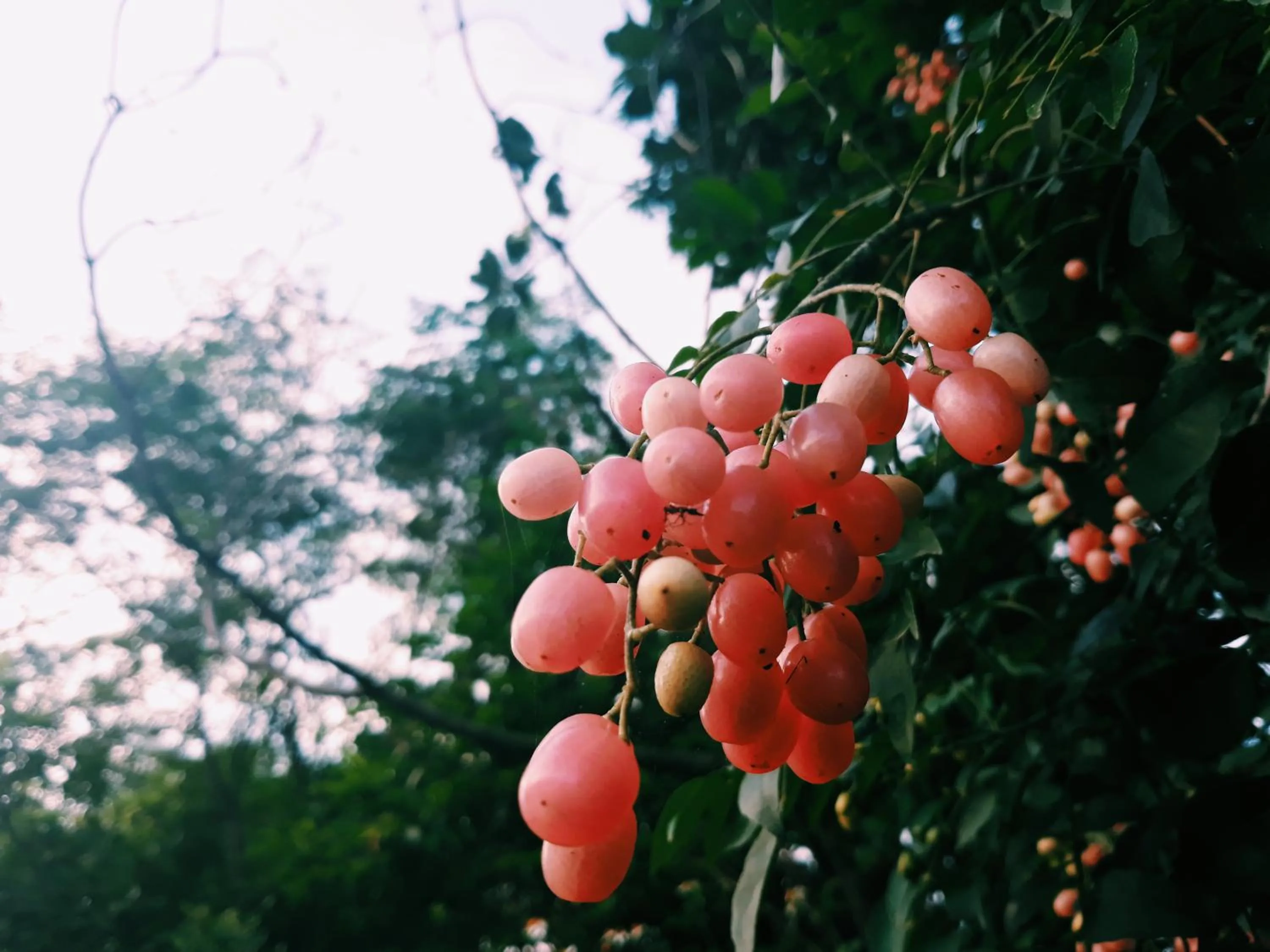 Garden in Loren Homestay