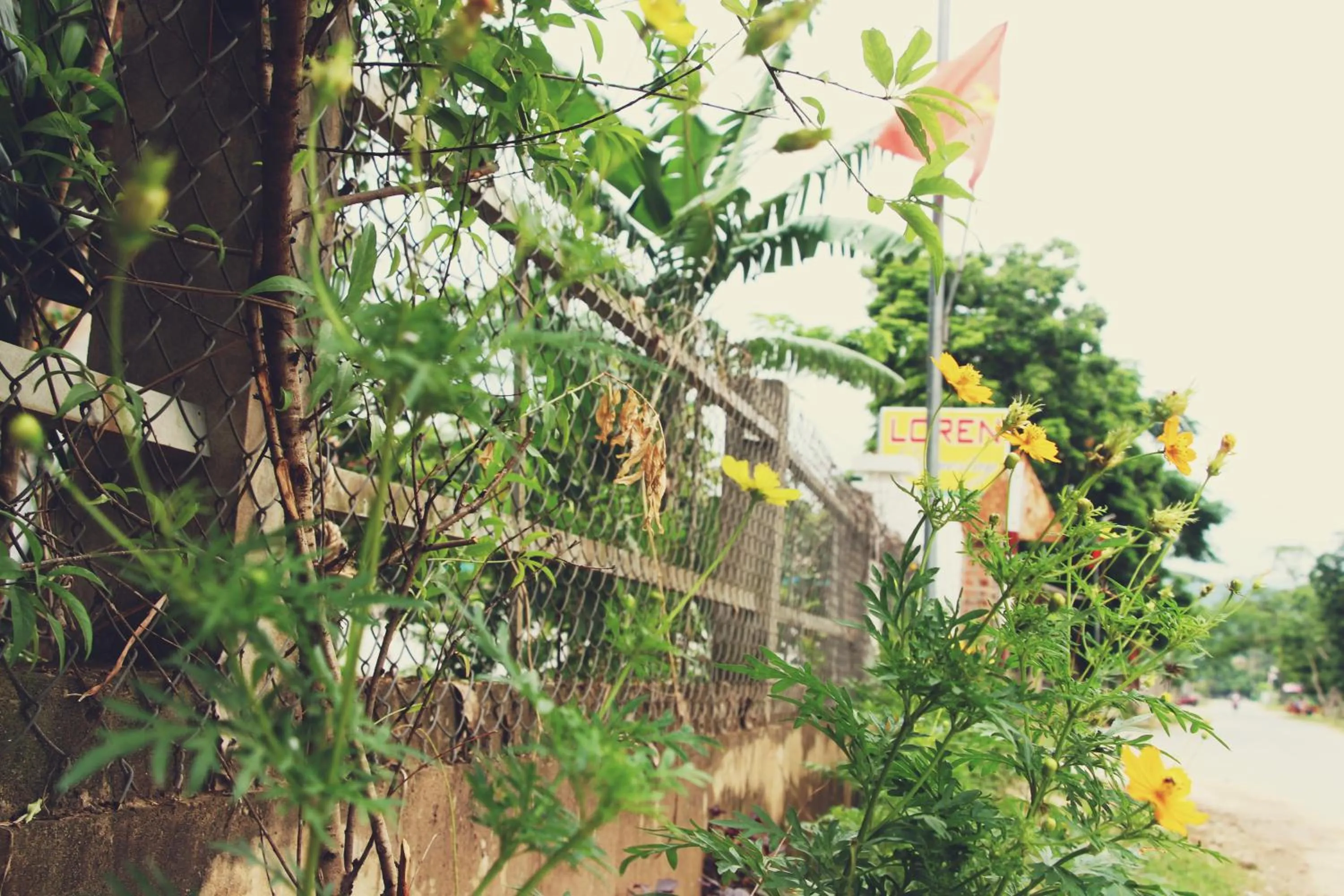 Garden in Loren Homestay