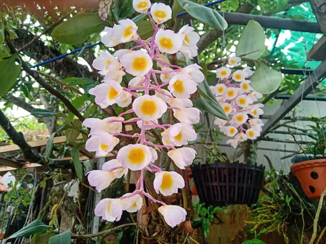Spring in Loren Homestay