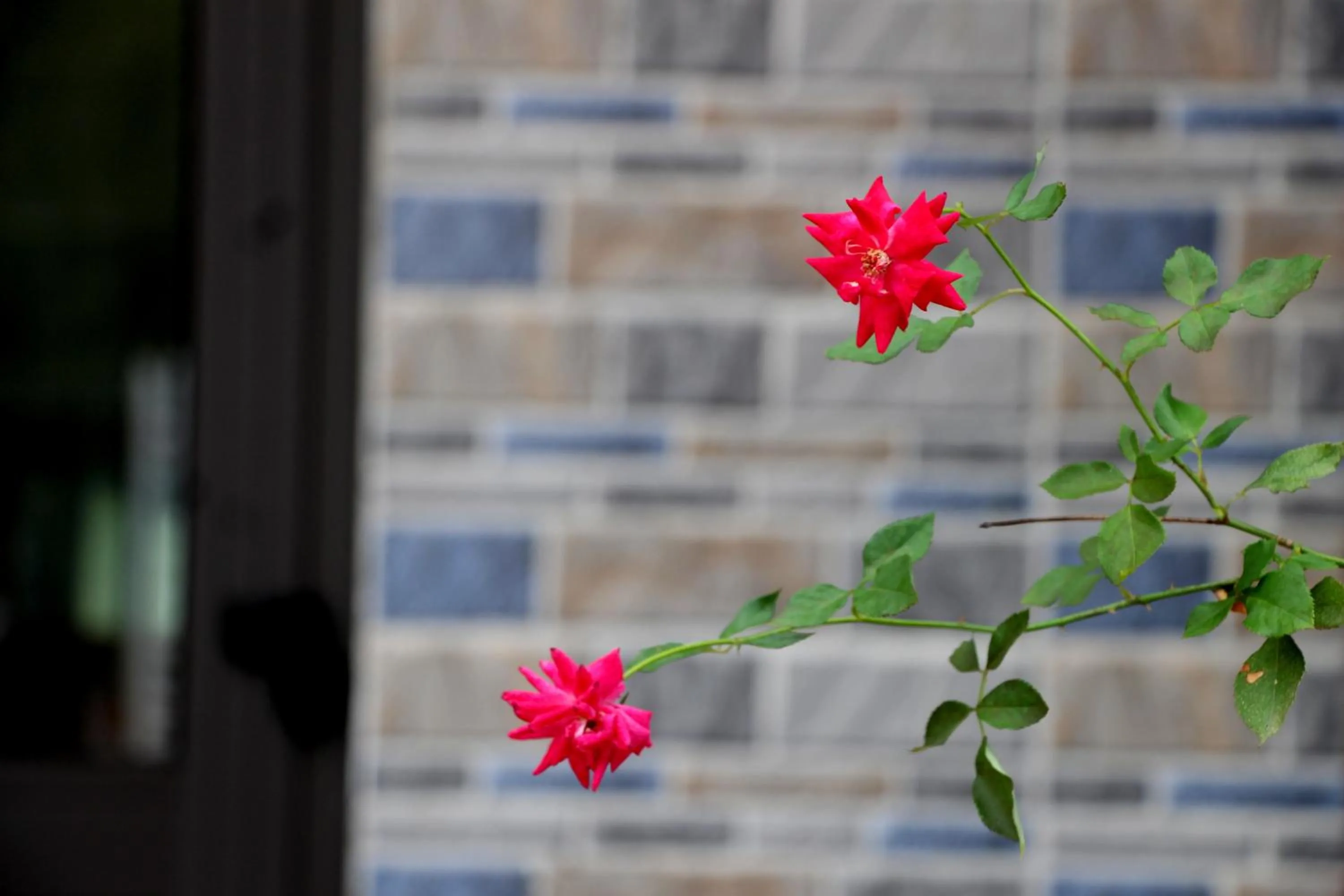 Garden in Loren Homestay
