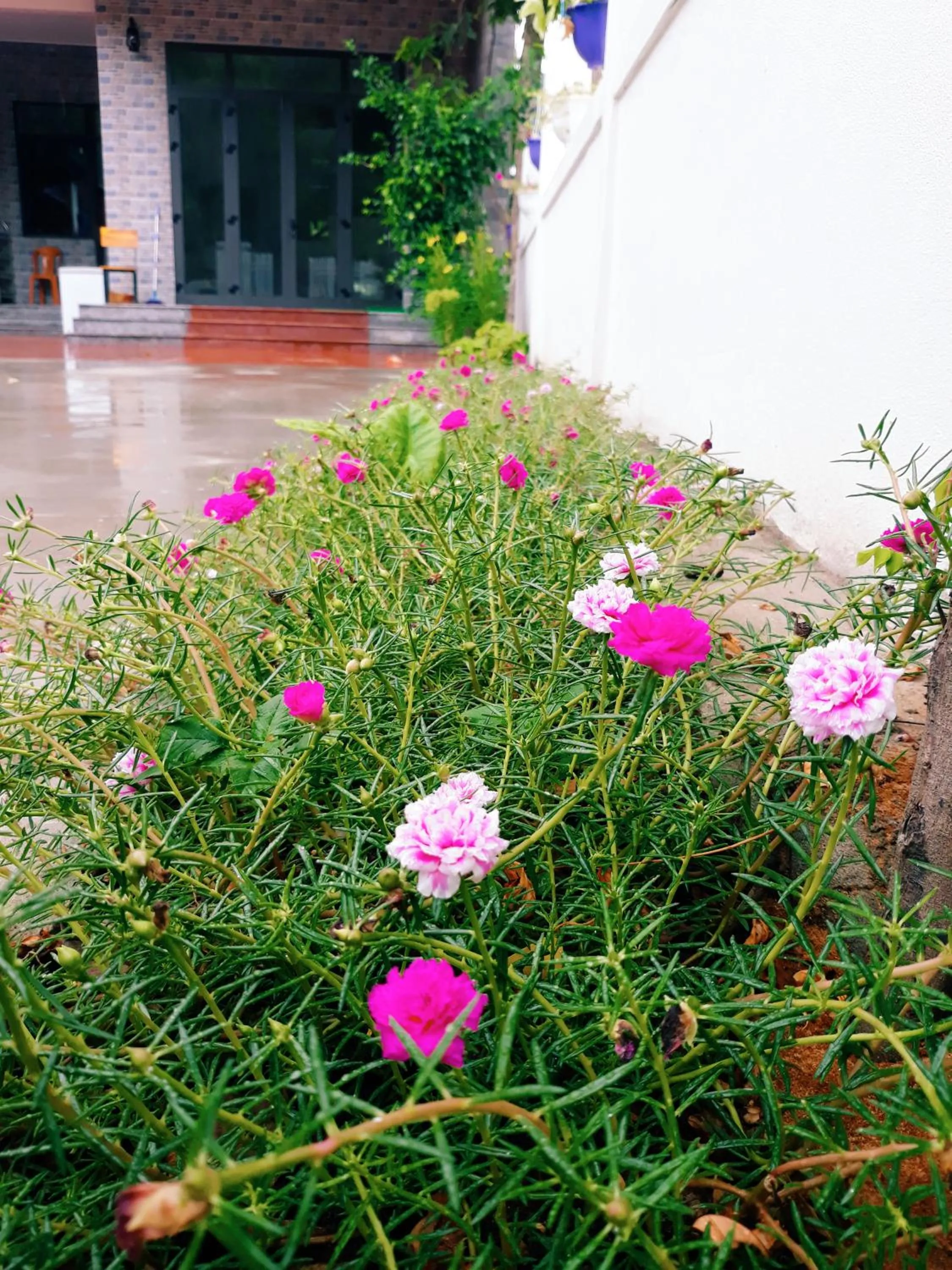 Garden in Loren Homestay