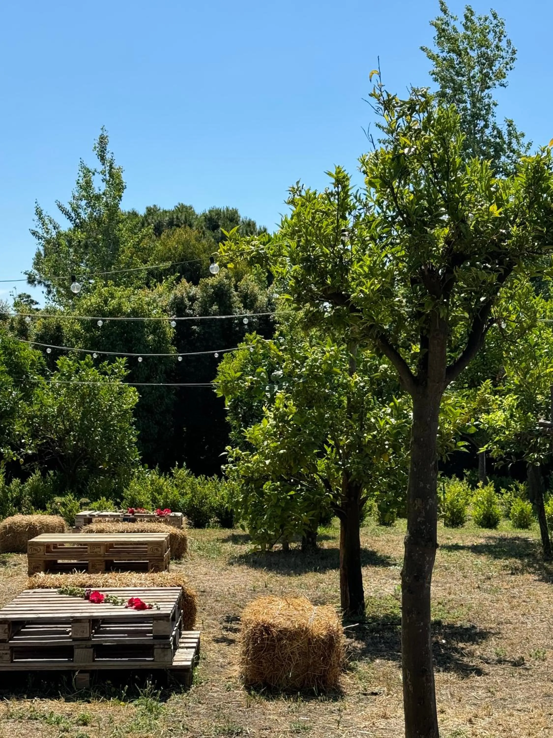 Garden in Villa De Cillis Carafa