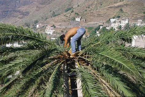 Natural landscape in Hotel Gran Rey