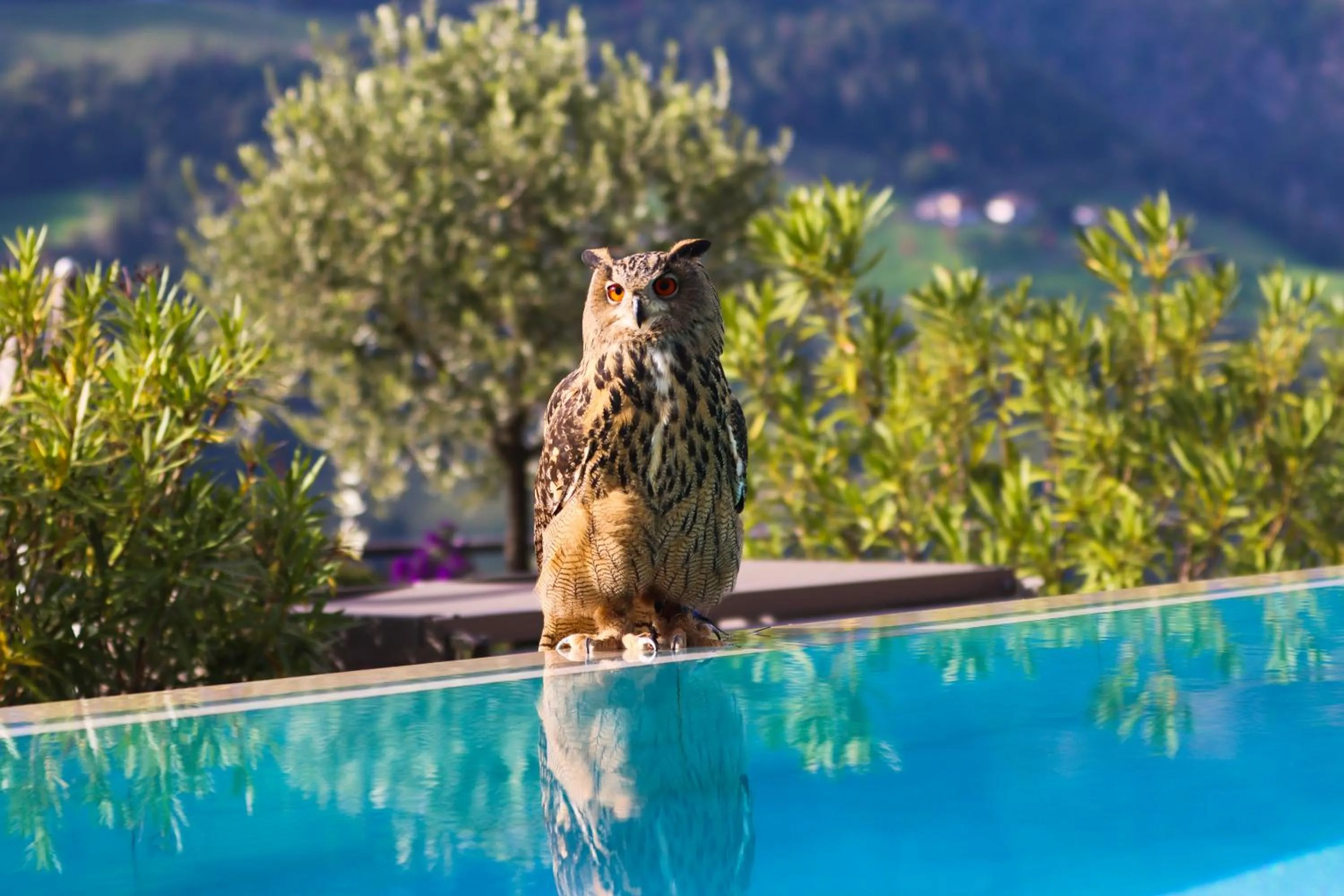 Swimming pool in Hotel Panorama