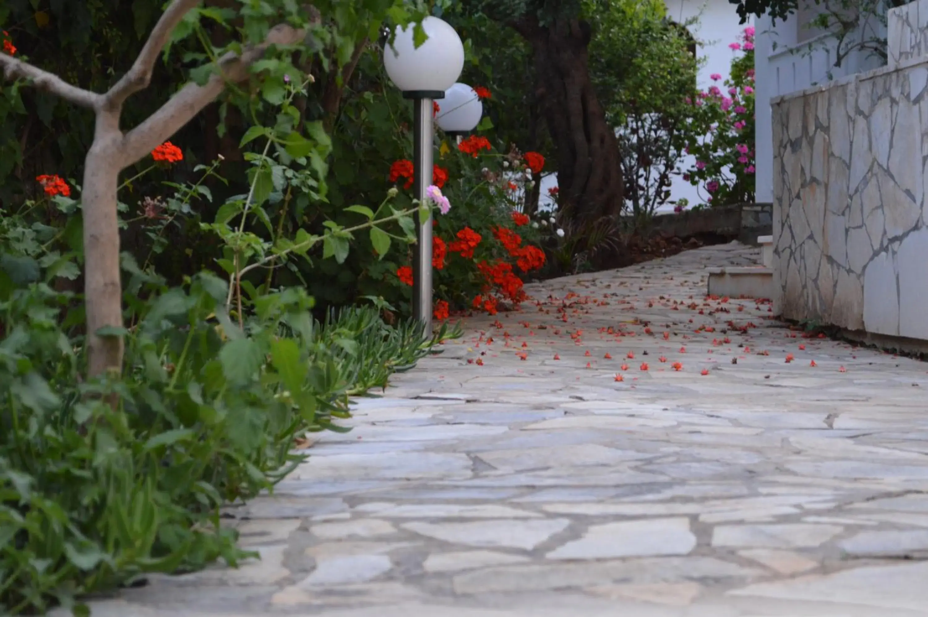 Garden view in Nikos Apartments Garden view in Nikos Apartments
