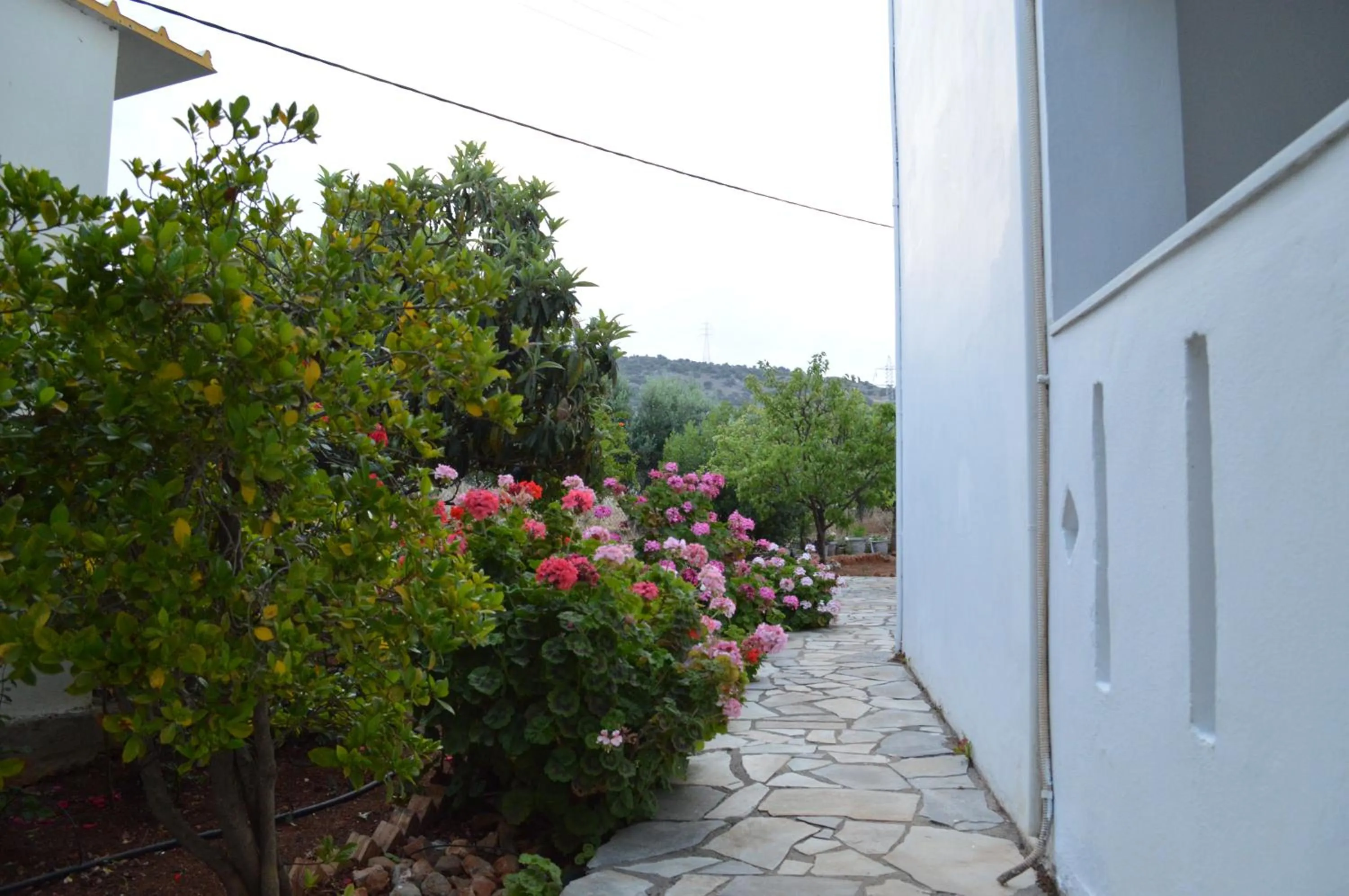 Garden view in Nikos Apartments