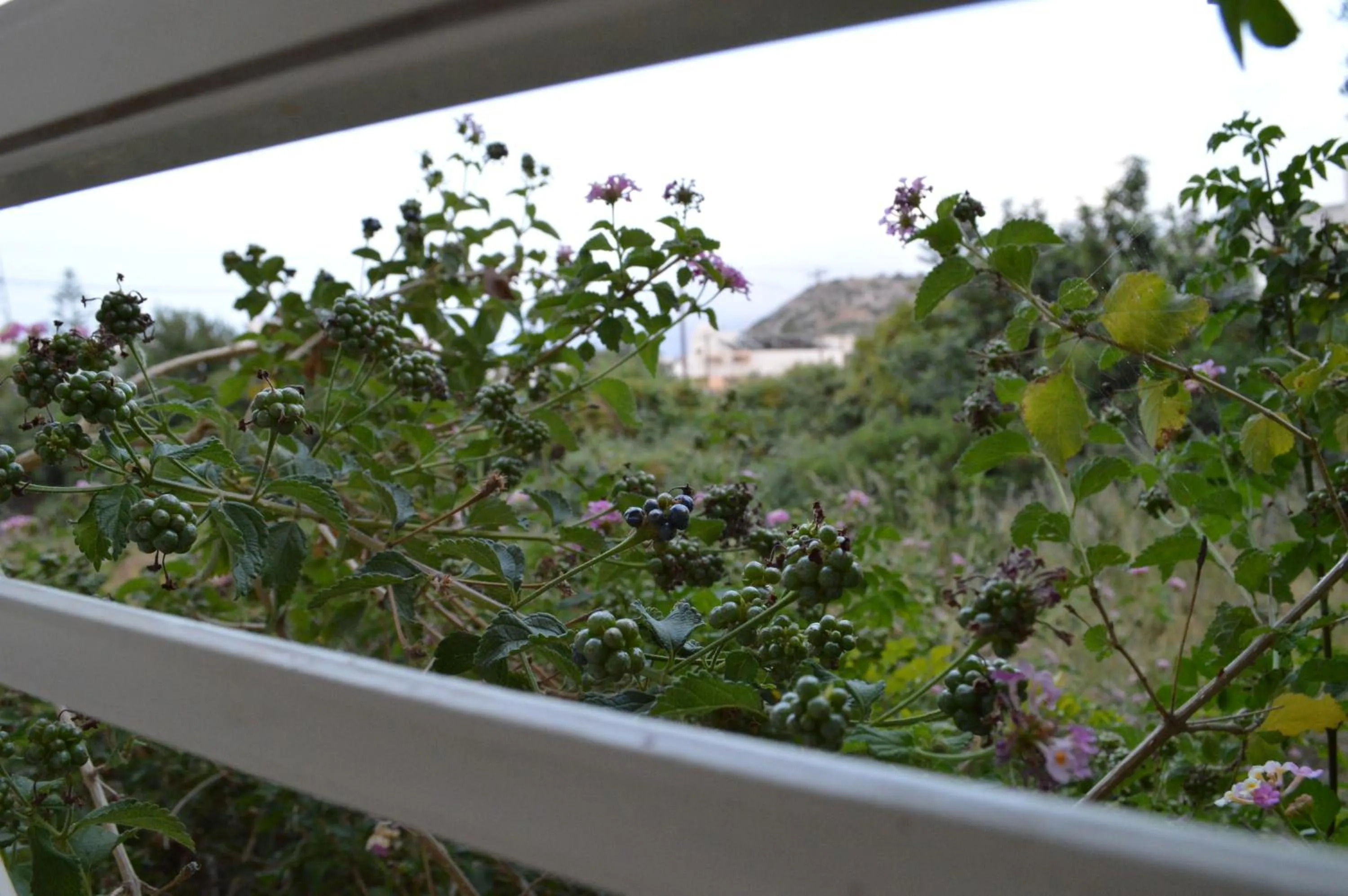 Balcony/Terrace in Nikos Apartments