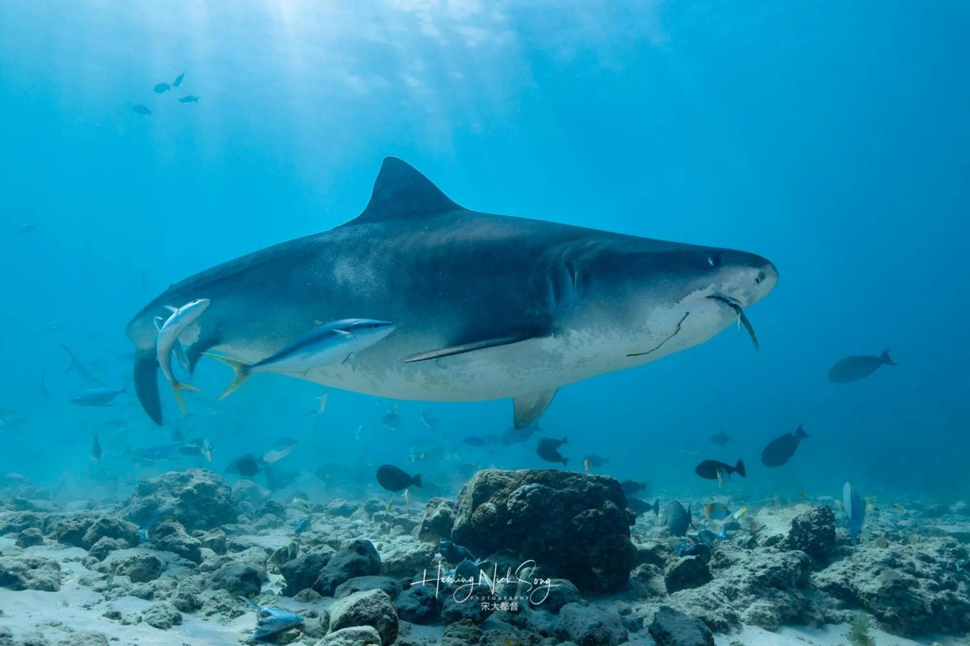 Animals in Tiger Shark Residence & Dive