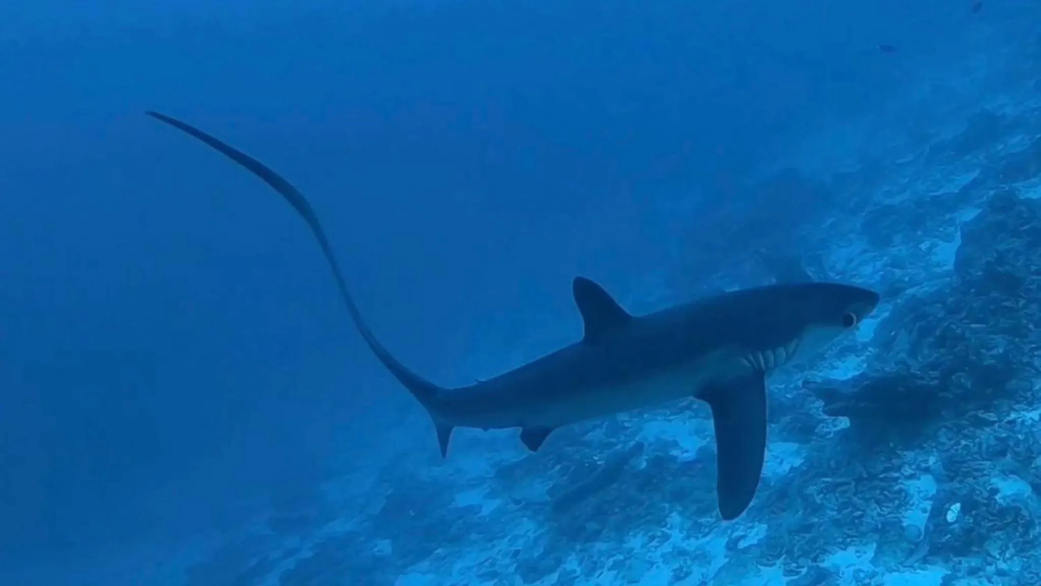 Diving in Tiger Shark Residence & Dive