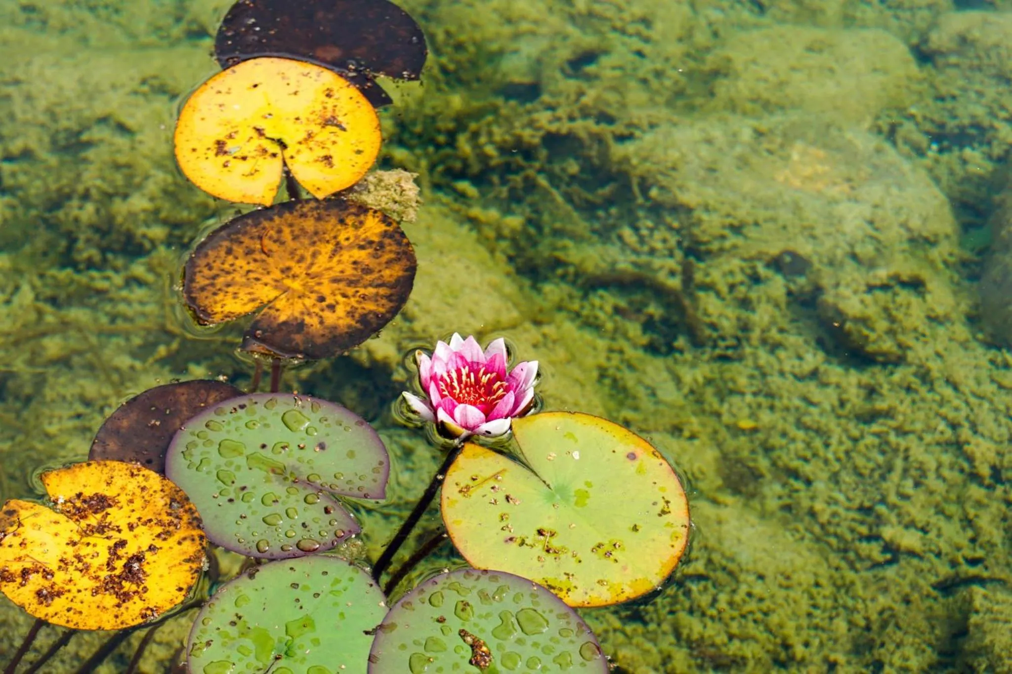 Garden in Hotel garni Kranzbichlhof
