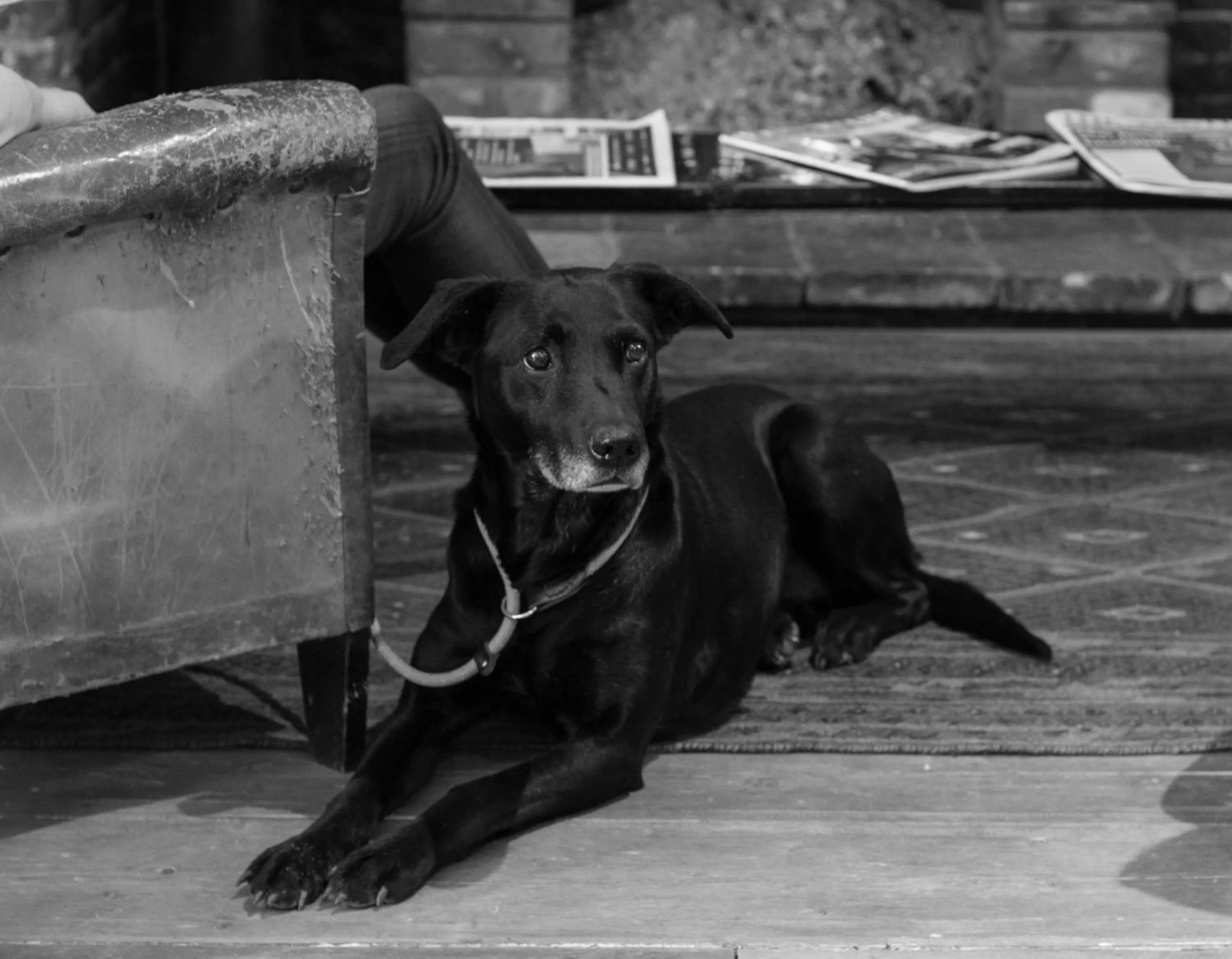 Pets in The Brisley Bell