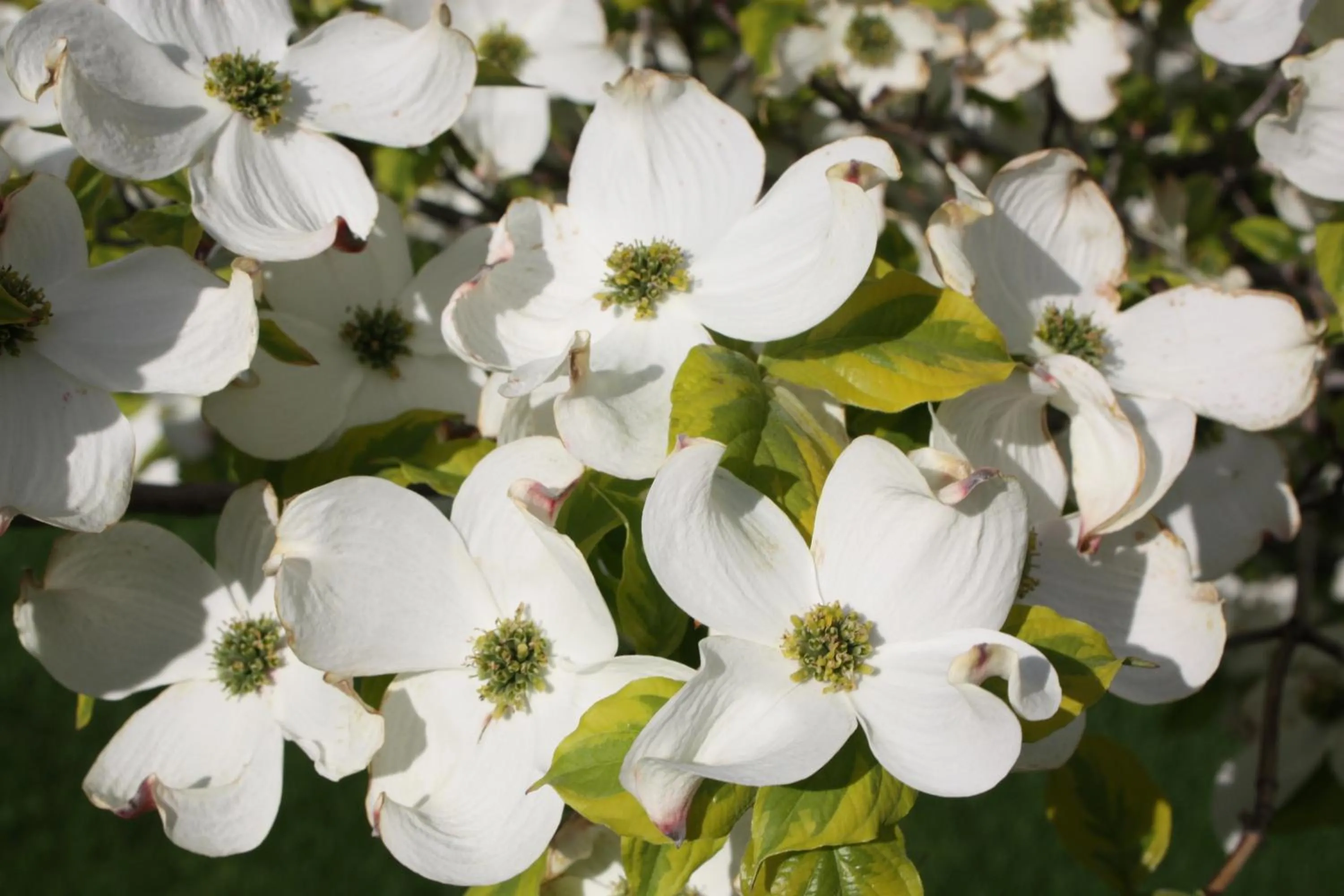 Dogwood Bed & Breakfast