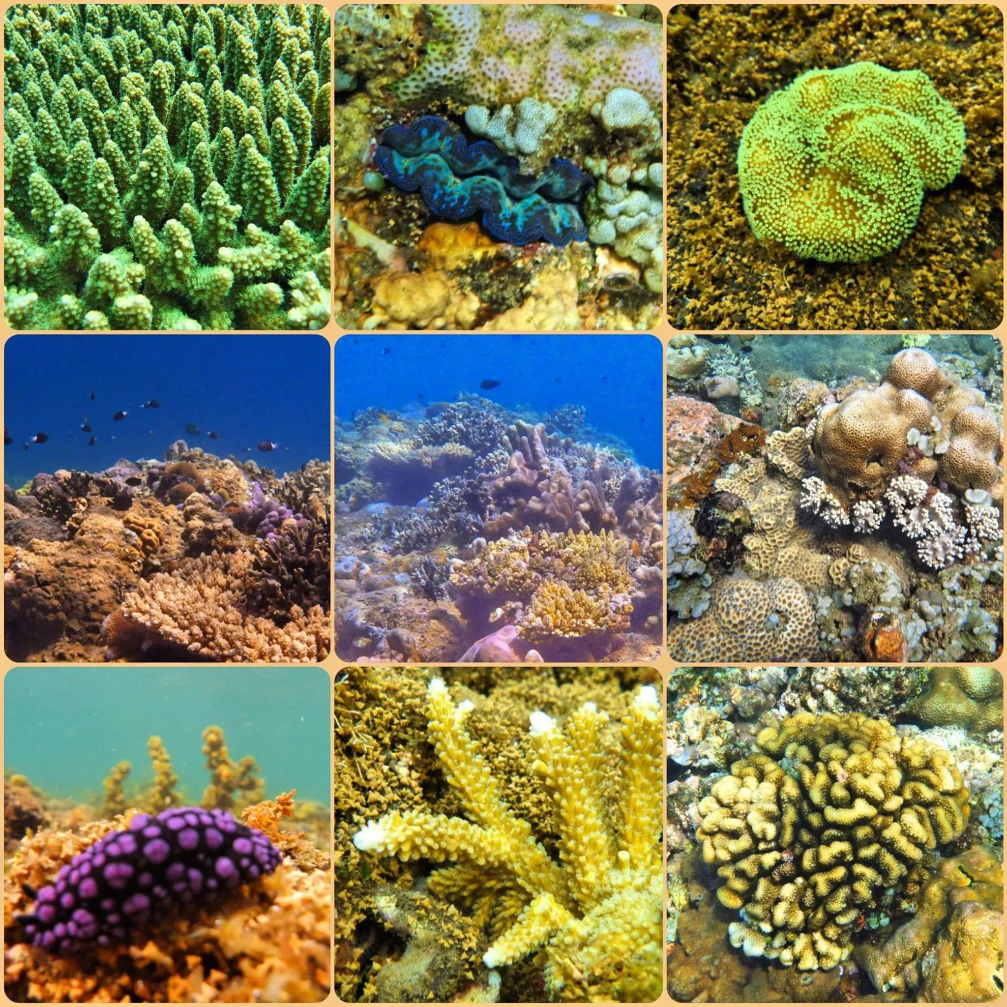 Snorkeling in Agung Bali Nirwana Villas and Spa