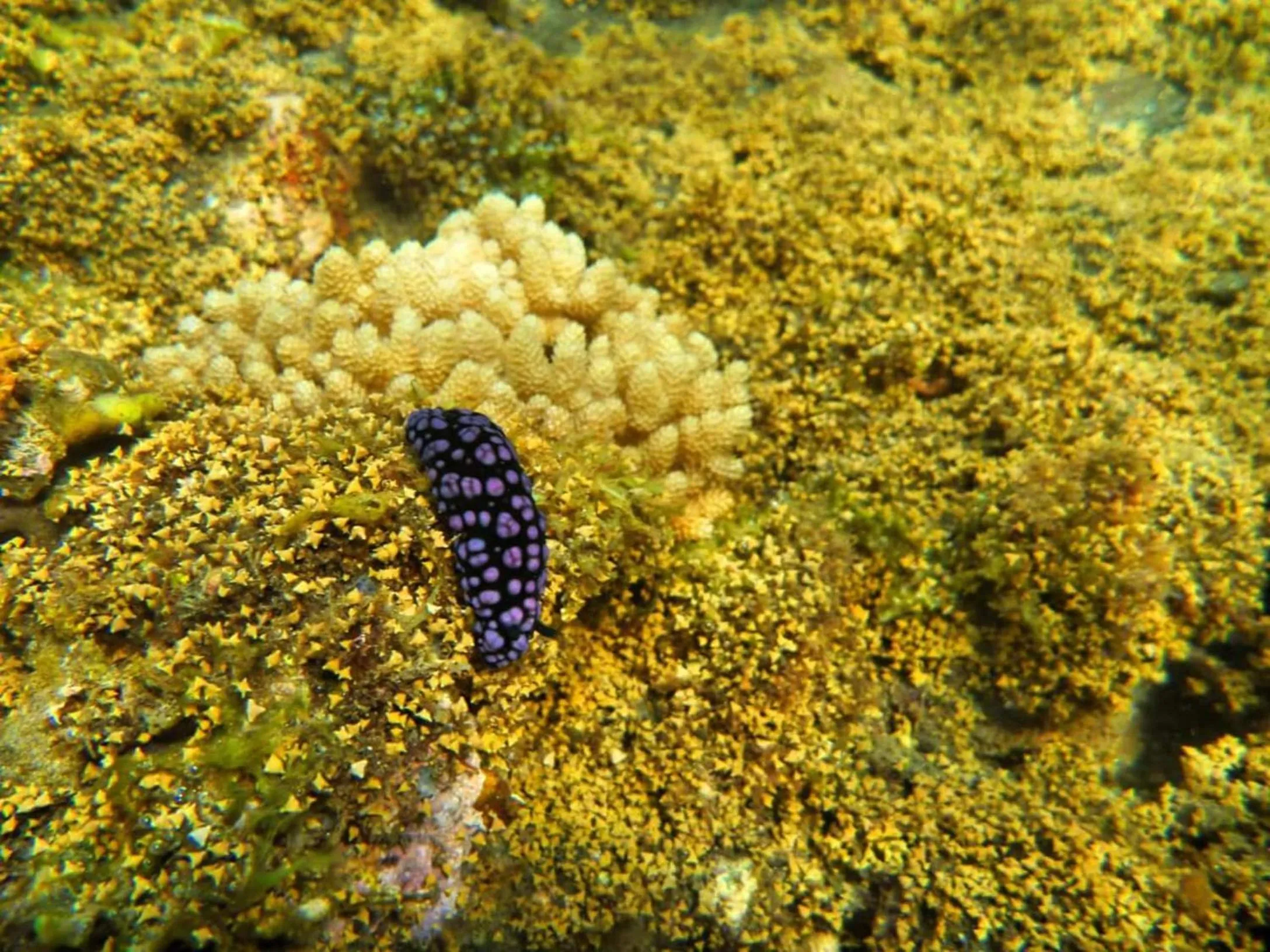 Diving in Agung Bali Nirwana Villas and Spa