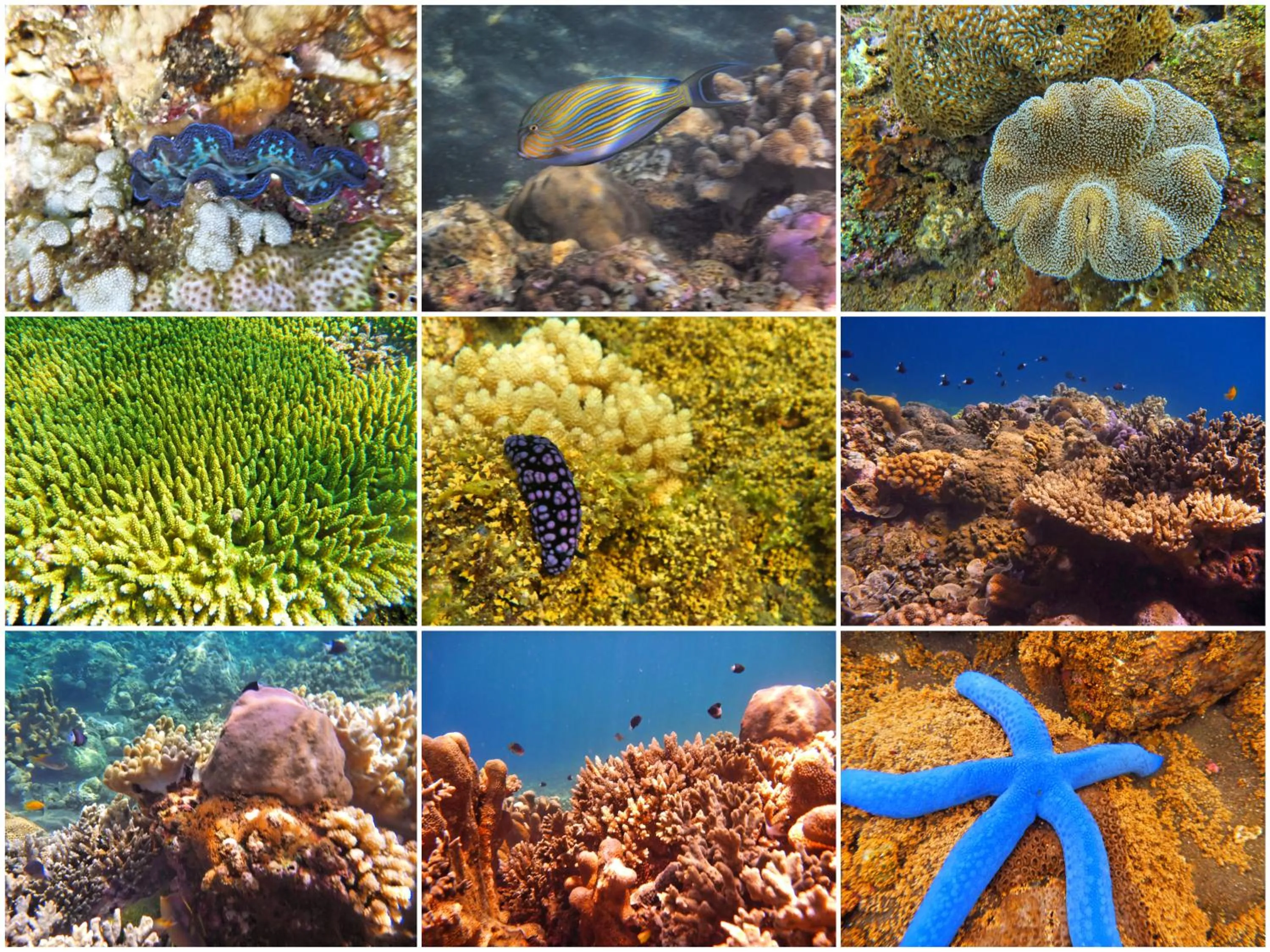 Snorkeling in Agung Bali Nirwana Villas and Spa