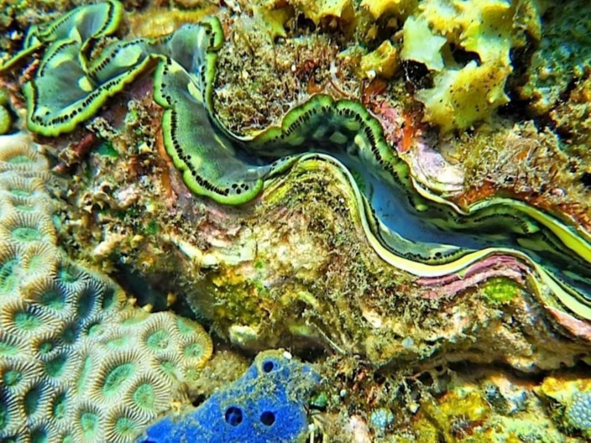 Snorkeling in Agung Bali Nirwana Villas and Spa