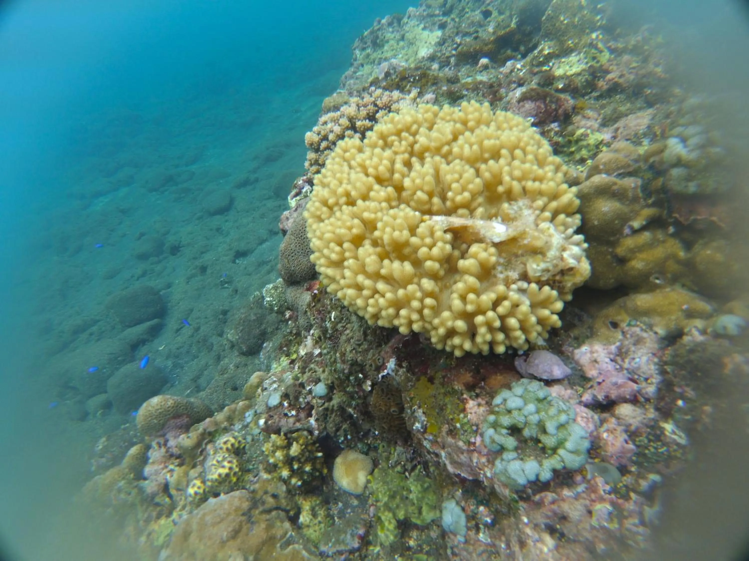 Snorkeling in Agung Bali Nirwana Villas and Spa