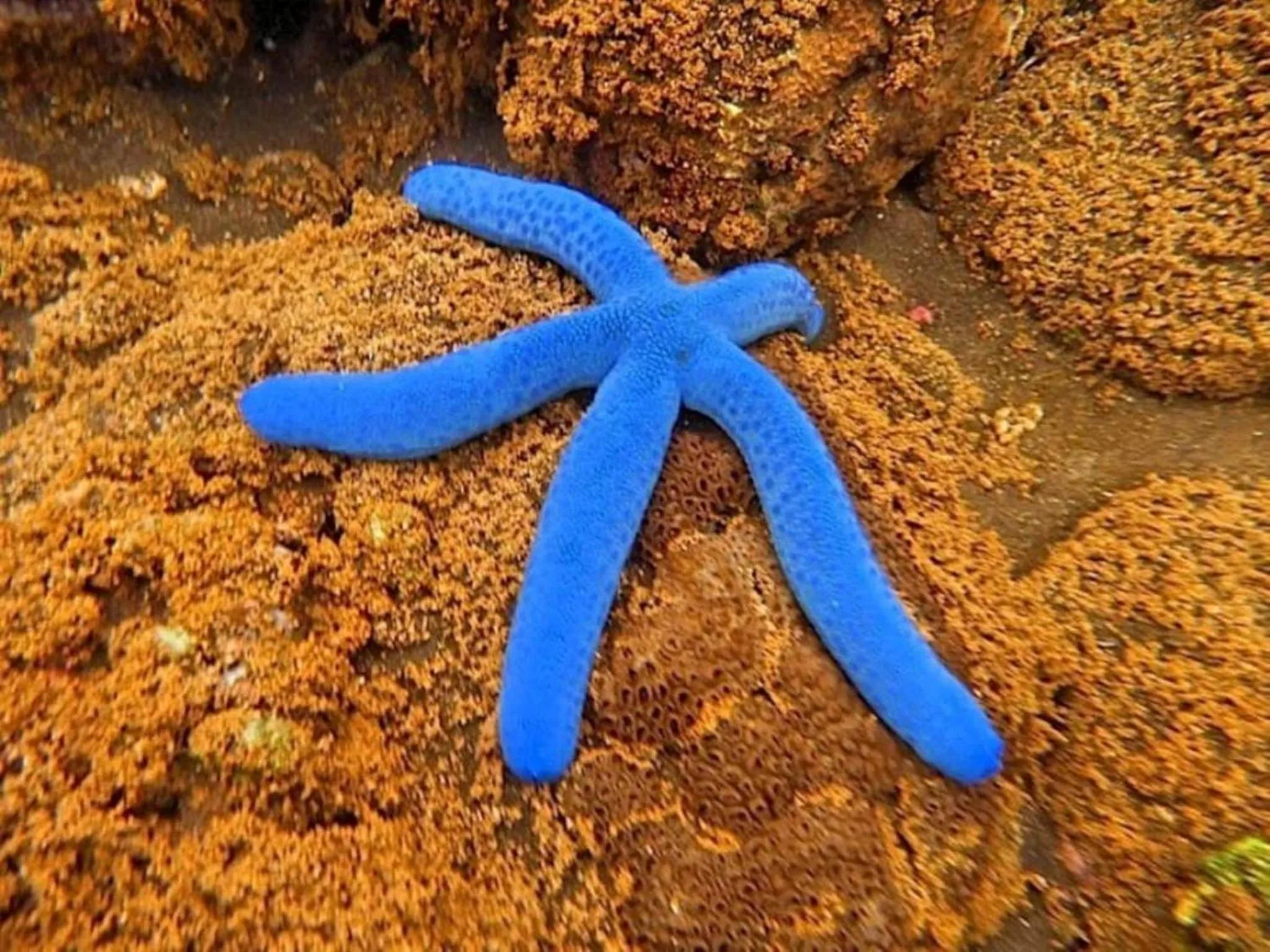 Snorkeling in Agung Bali Nirwana Villas and Spa