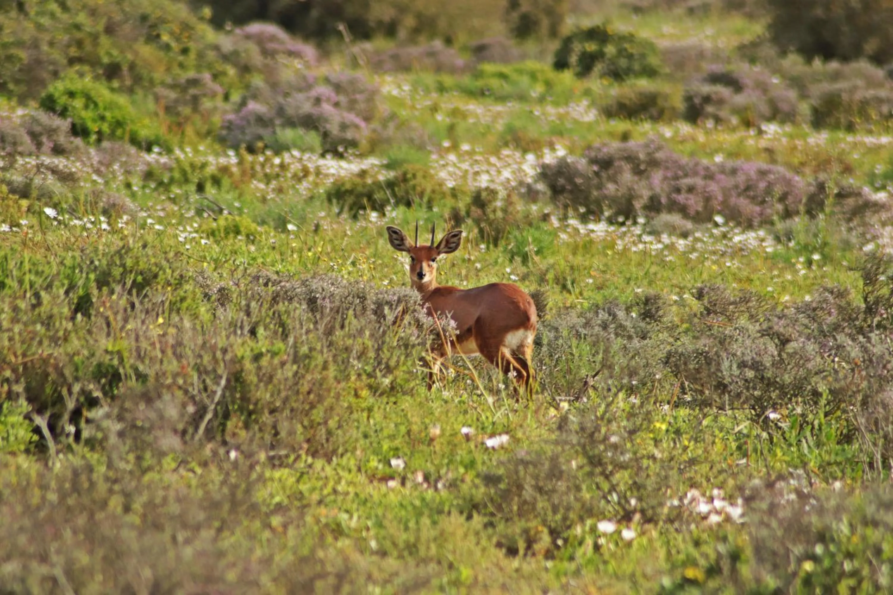 Property building in Tortoise Trail Lodge