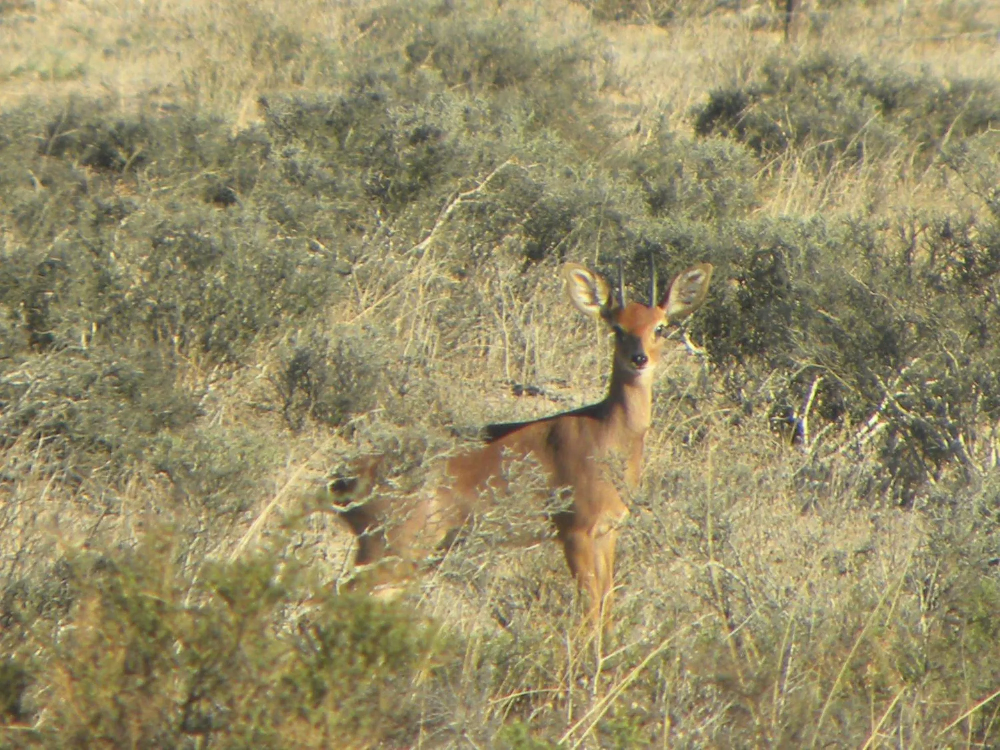 Natural landscape in Tortoise Trail Lodge