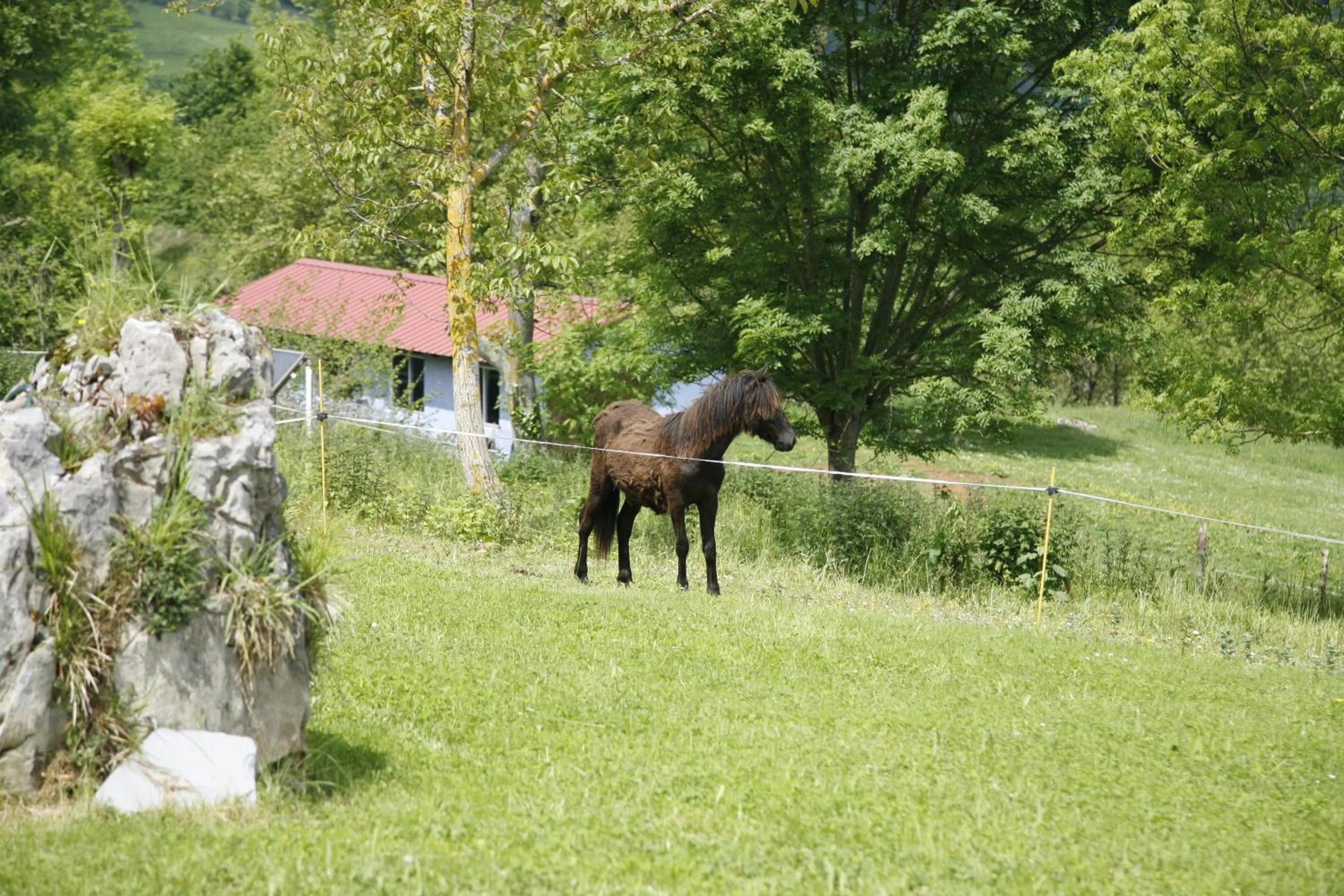 Animals in El Conventu del Asturcon
