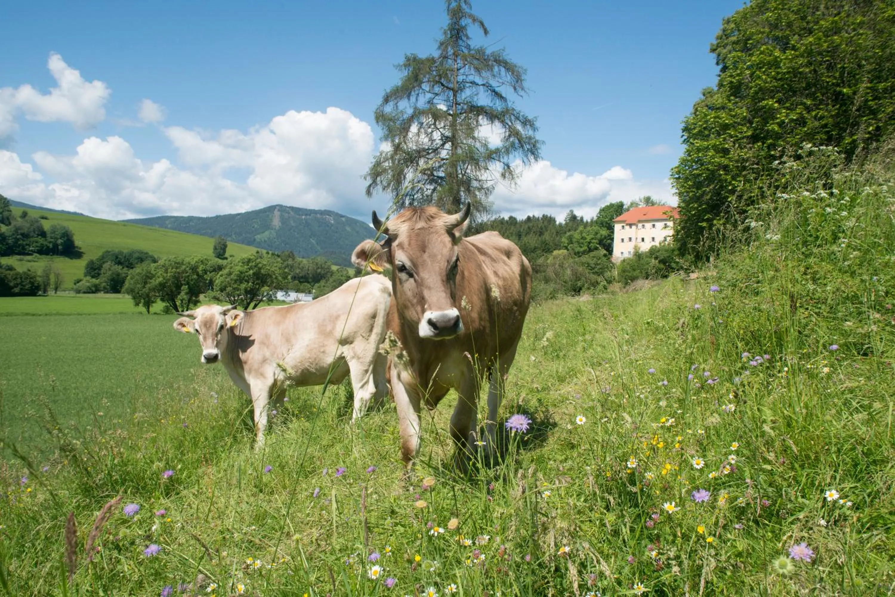 Area and facilities in Hotel Landsitz Pichlschloss