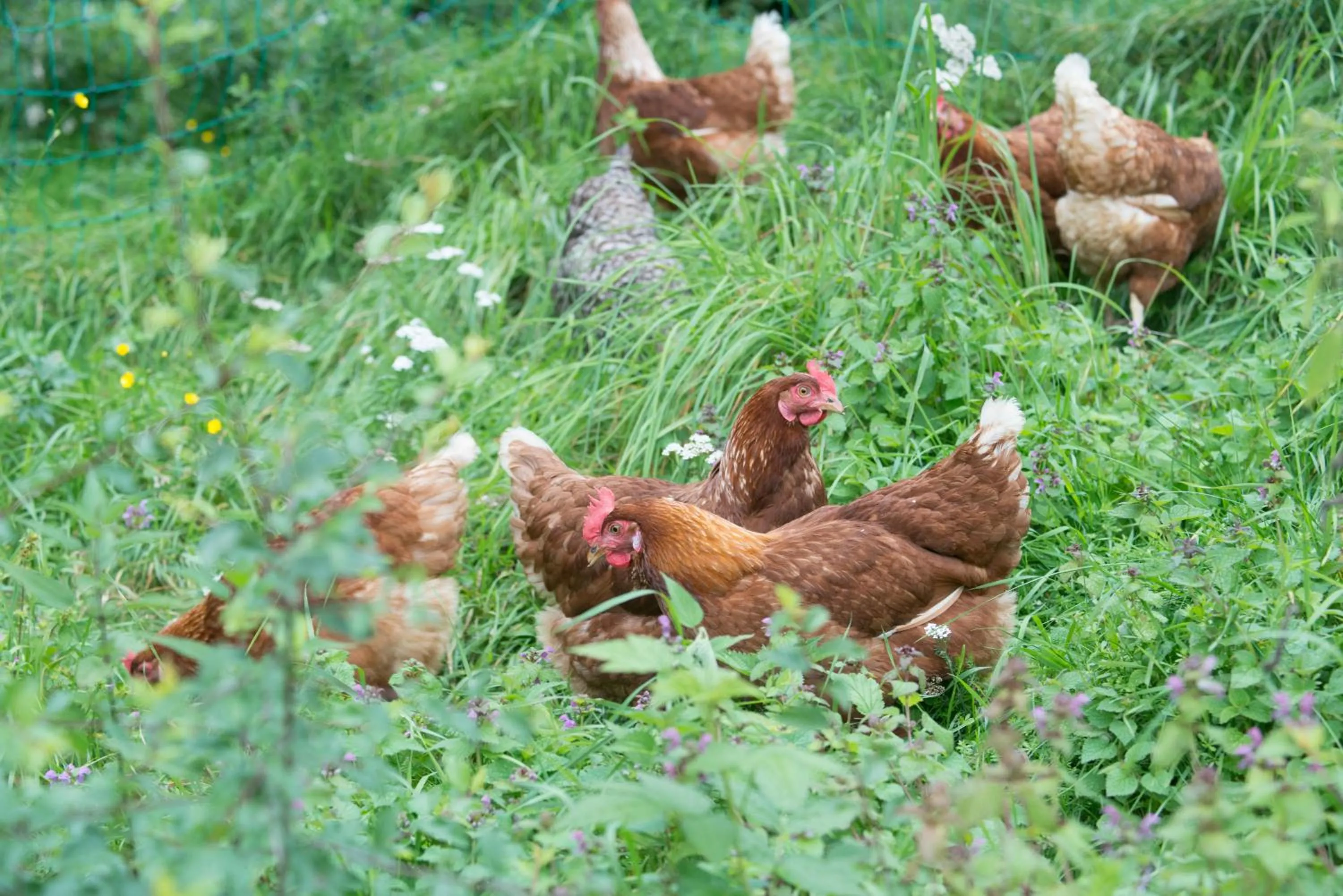 Animals in Hotel Landsitz Pichlschloss