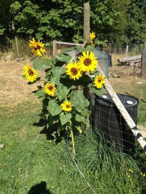 Garden in Shawnigan Hills Guest Suite