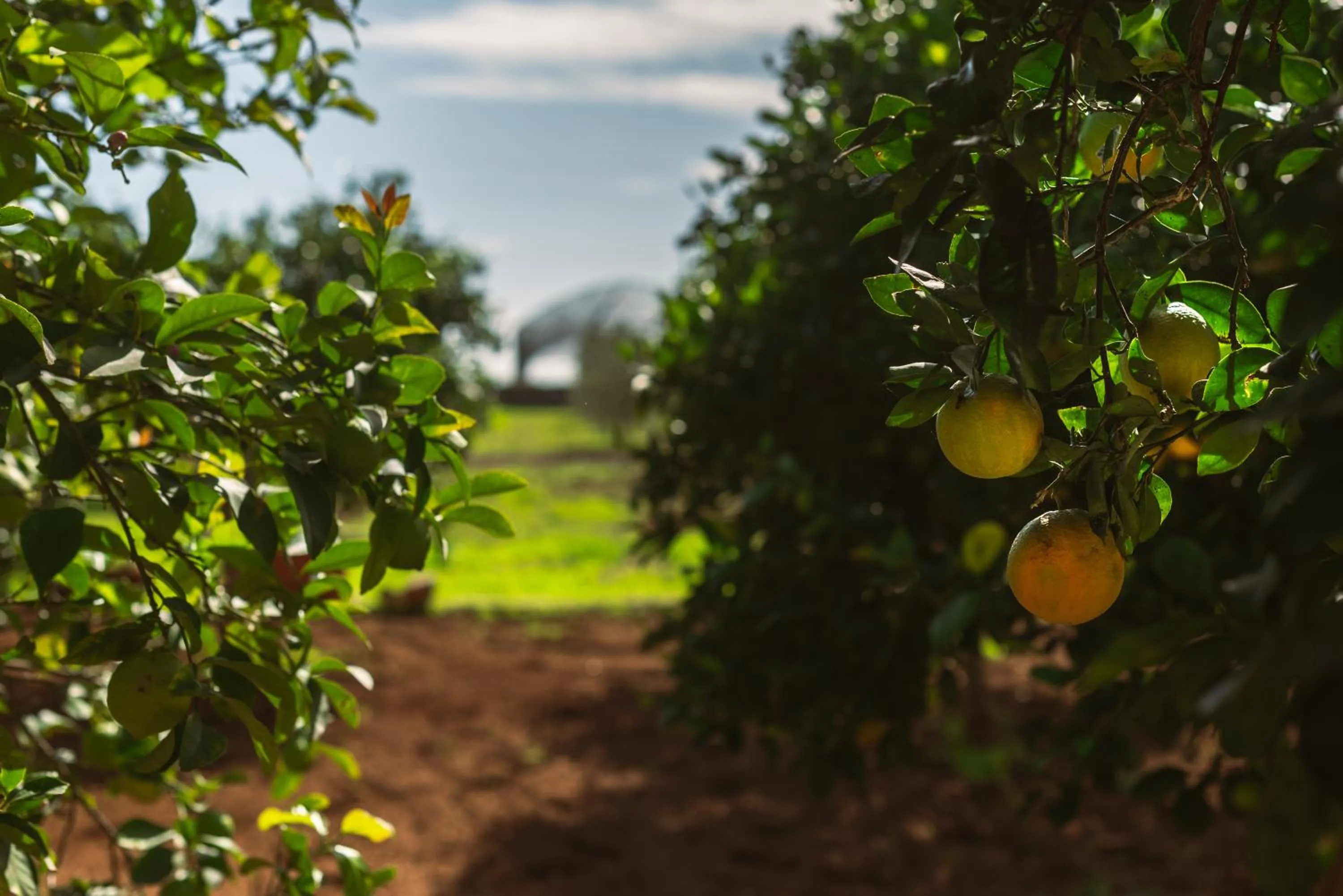 Tenuta Masseria & Spa Chicco Rizzo
