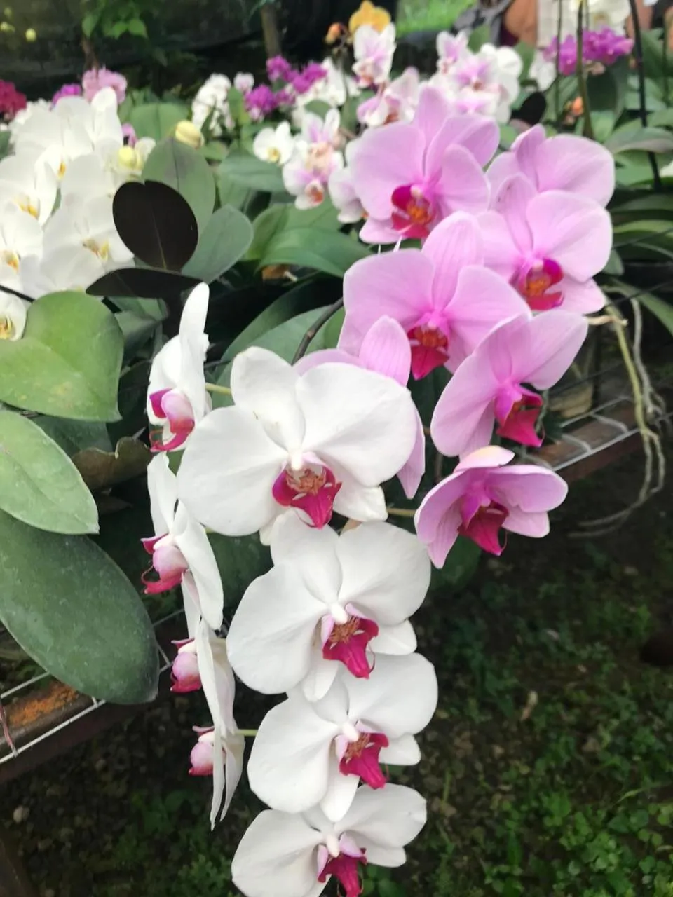Garden in Argovia Ecolodge