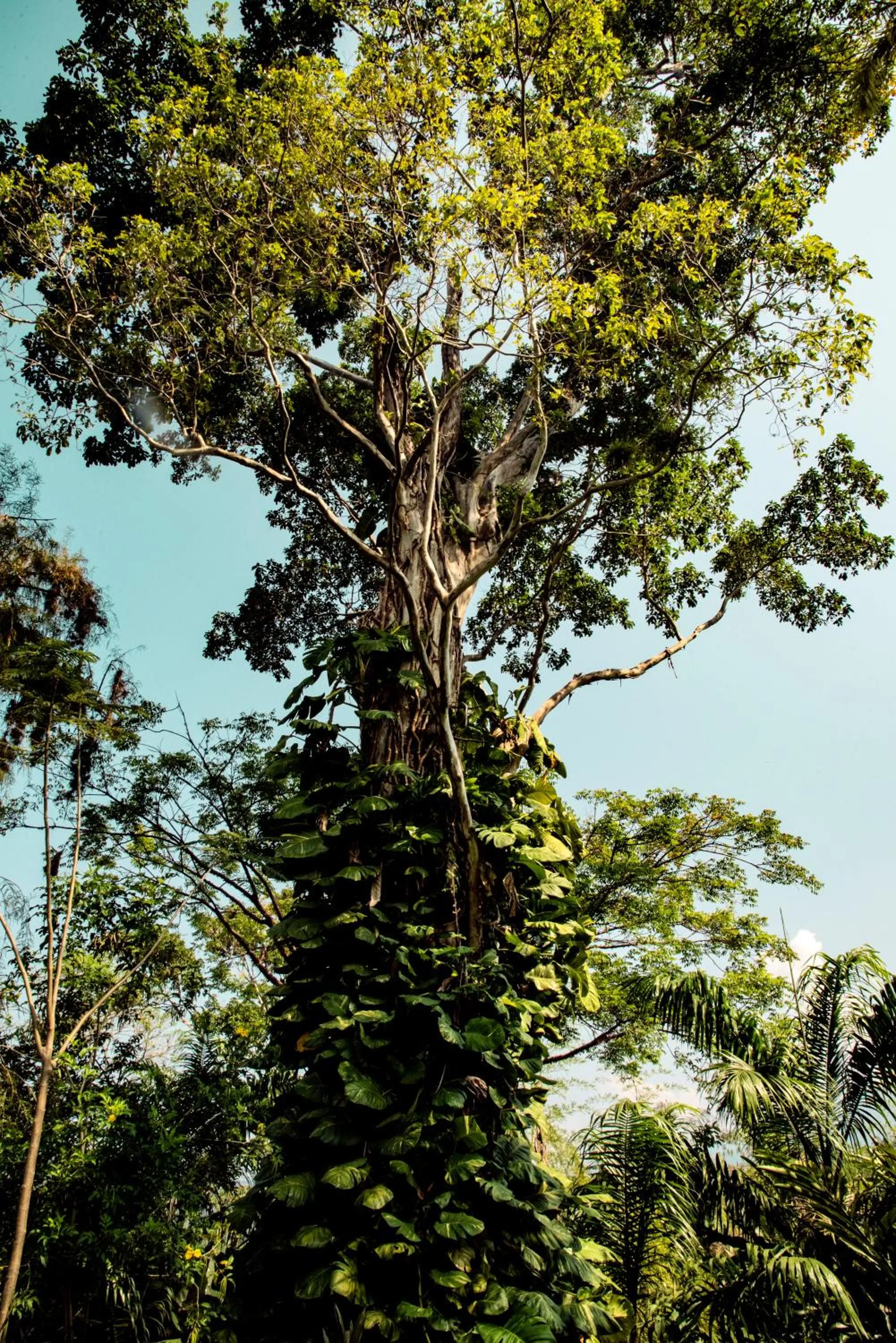 Garden in Argovia Ecolodge