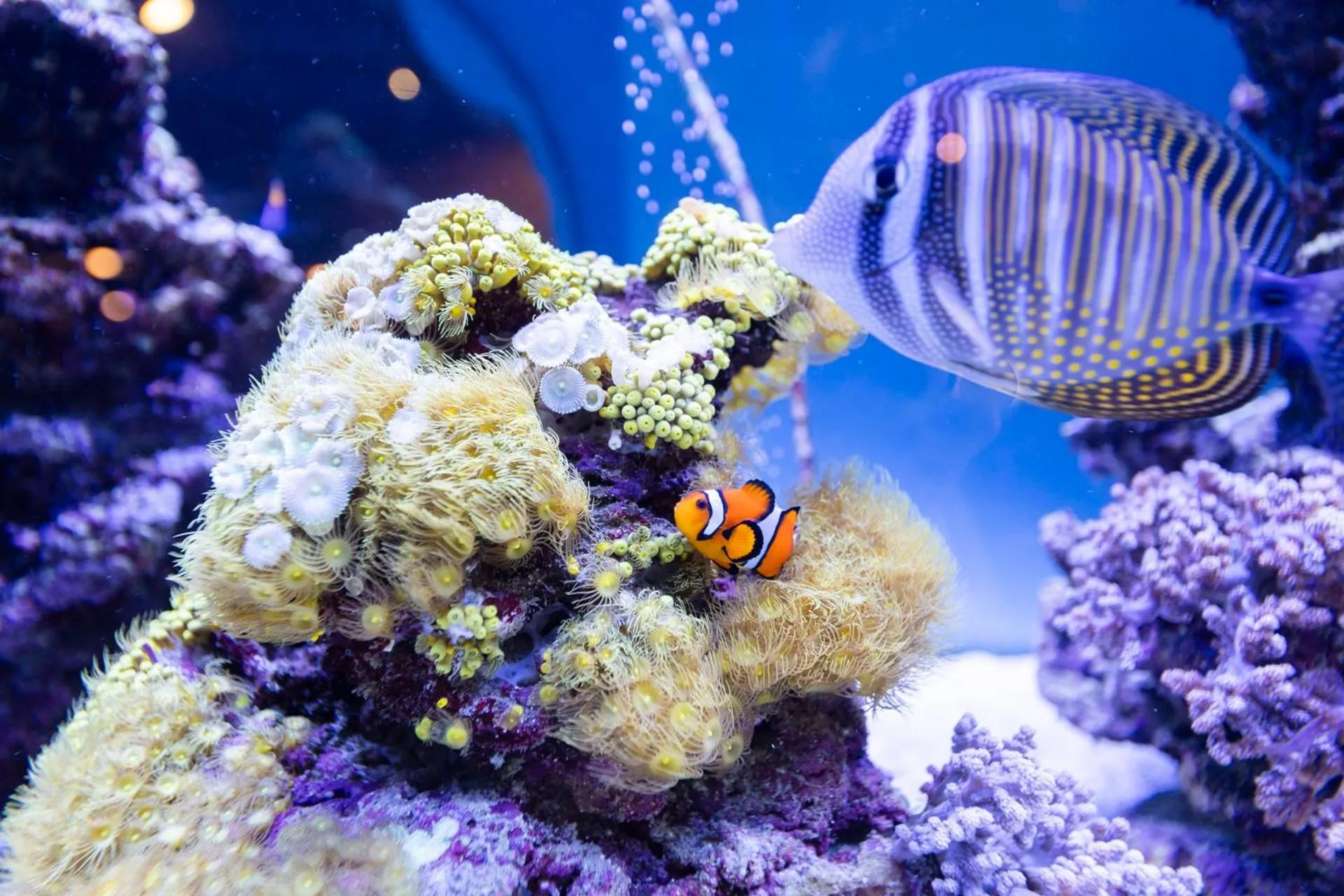 Decorative detail in Hotel Nautilus