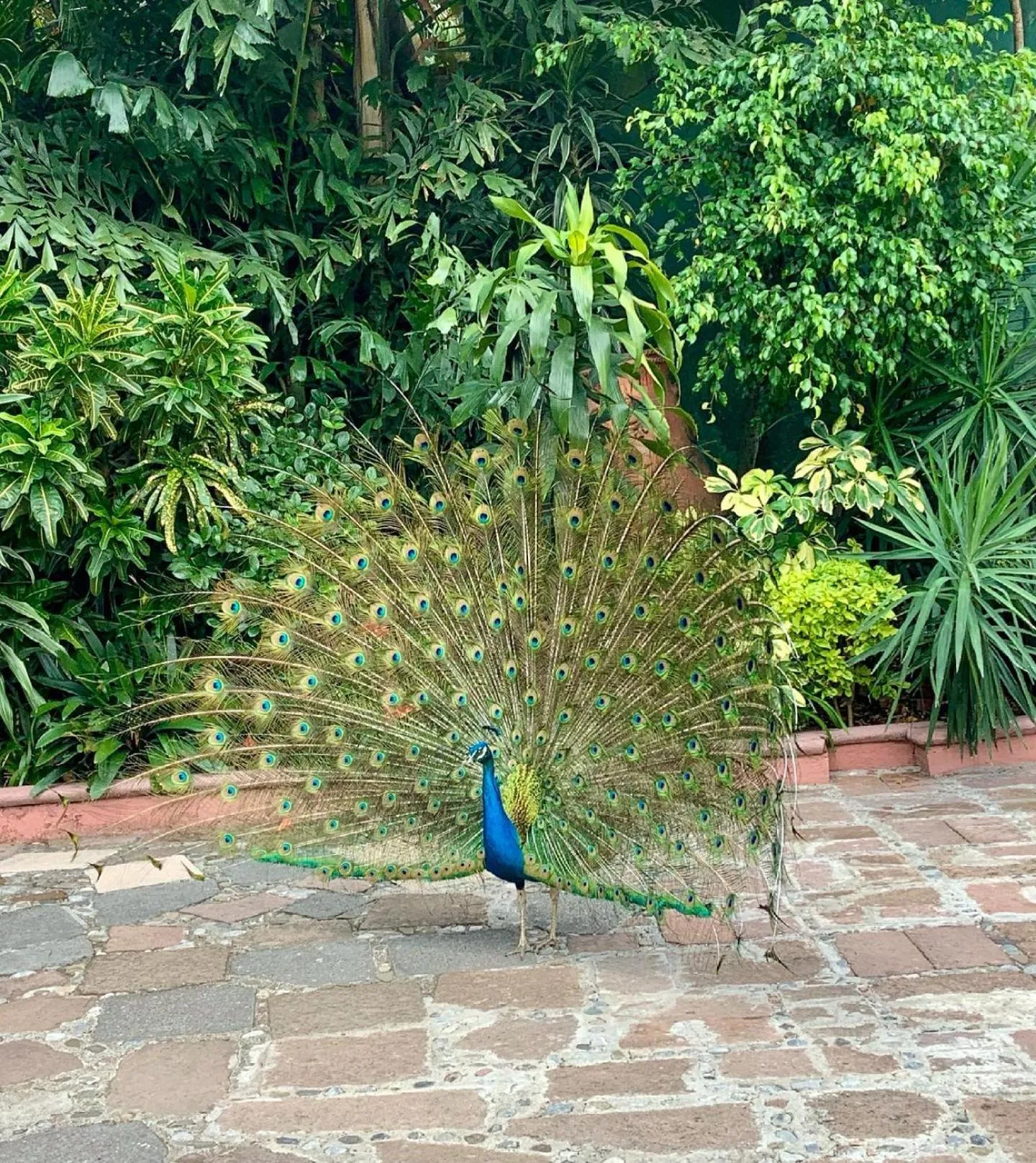 Animals in Hotel Boutique Casa de Campo