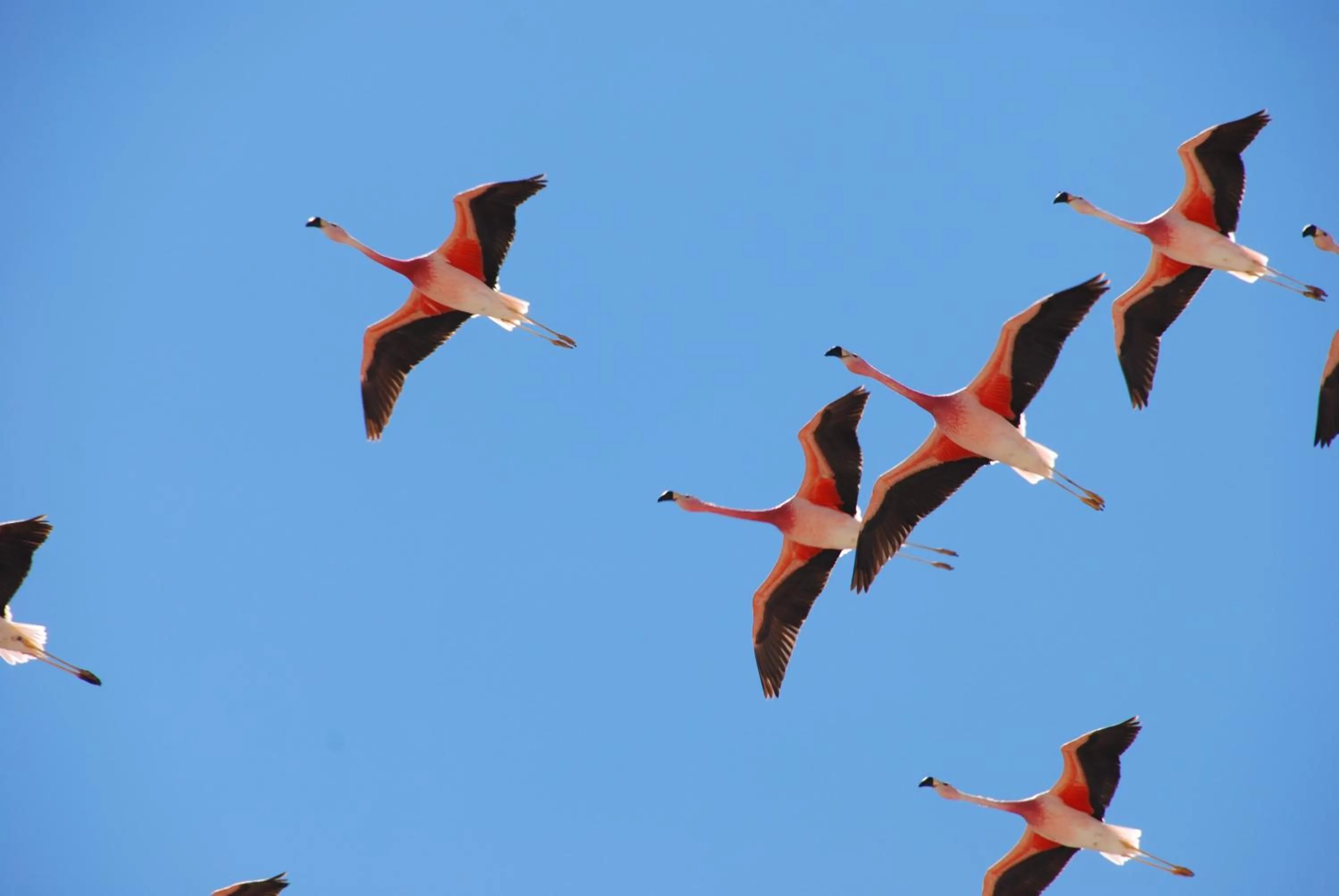 Animals in Nayara Alto Atacama