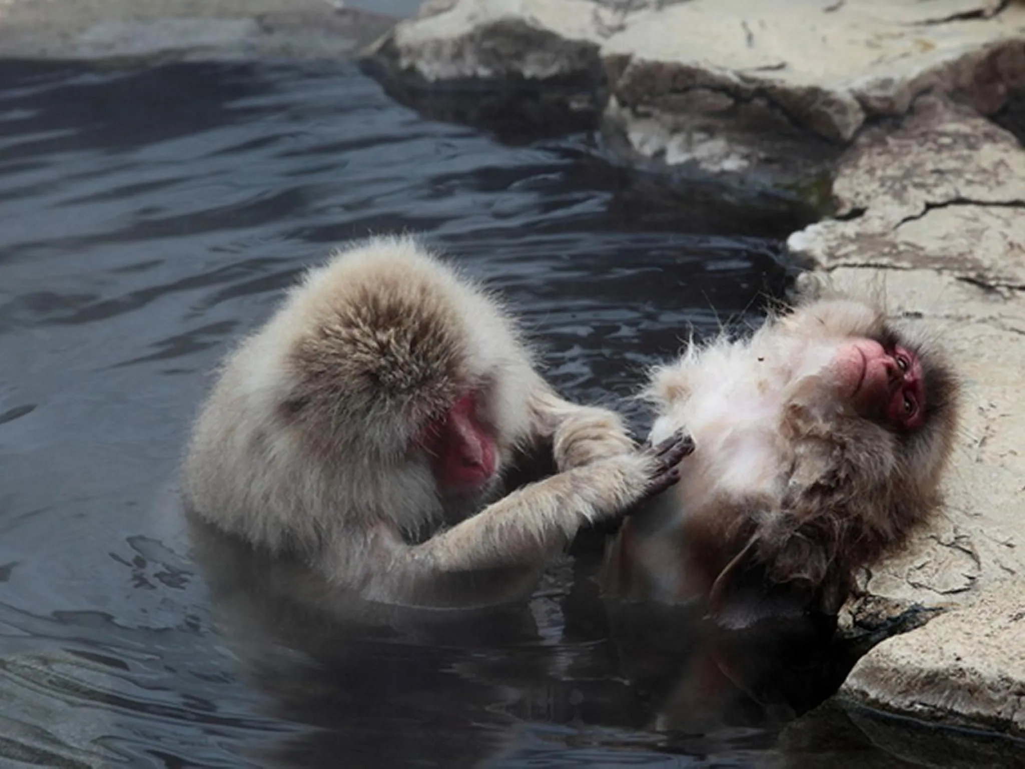 Area and facilities in Hoshikawakan