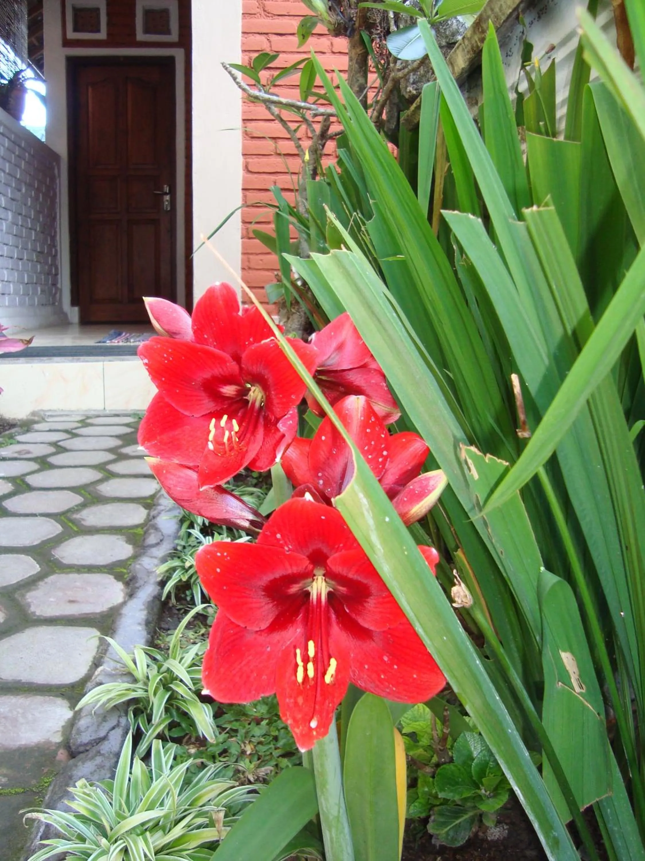 Neighbourhood in Taman Ayu Homestay Munduk Mitra RedDoorz