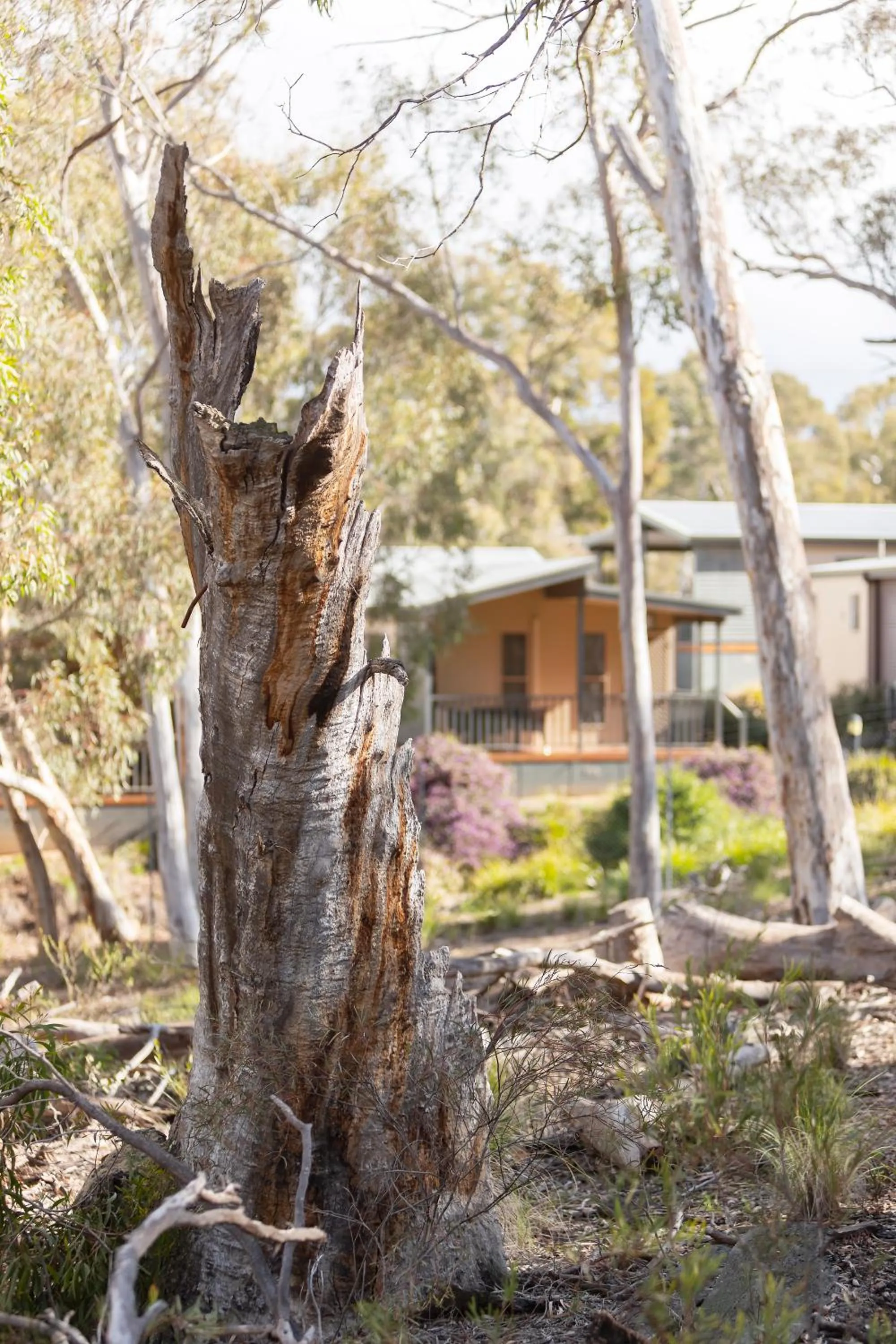 Garden view in Alivio Tourist Park Canberra