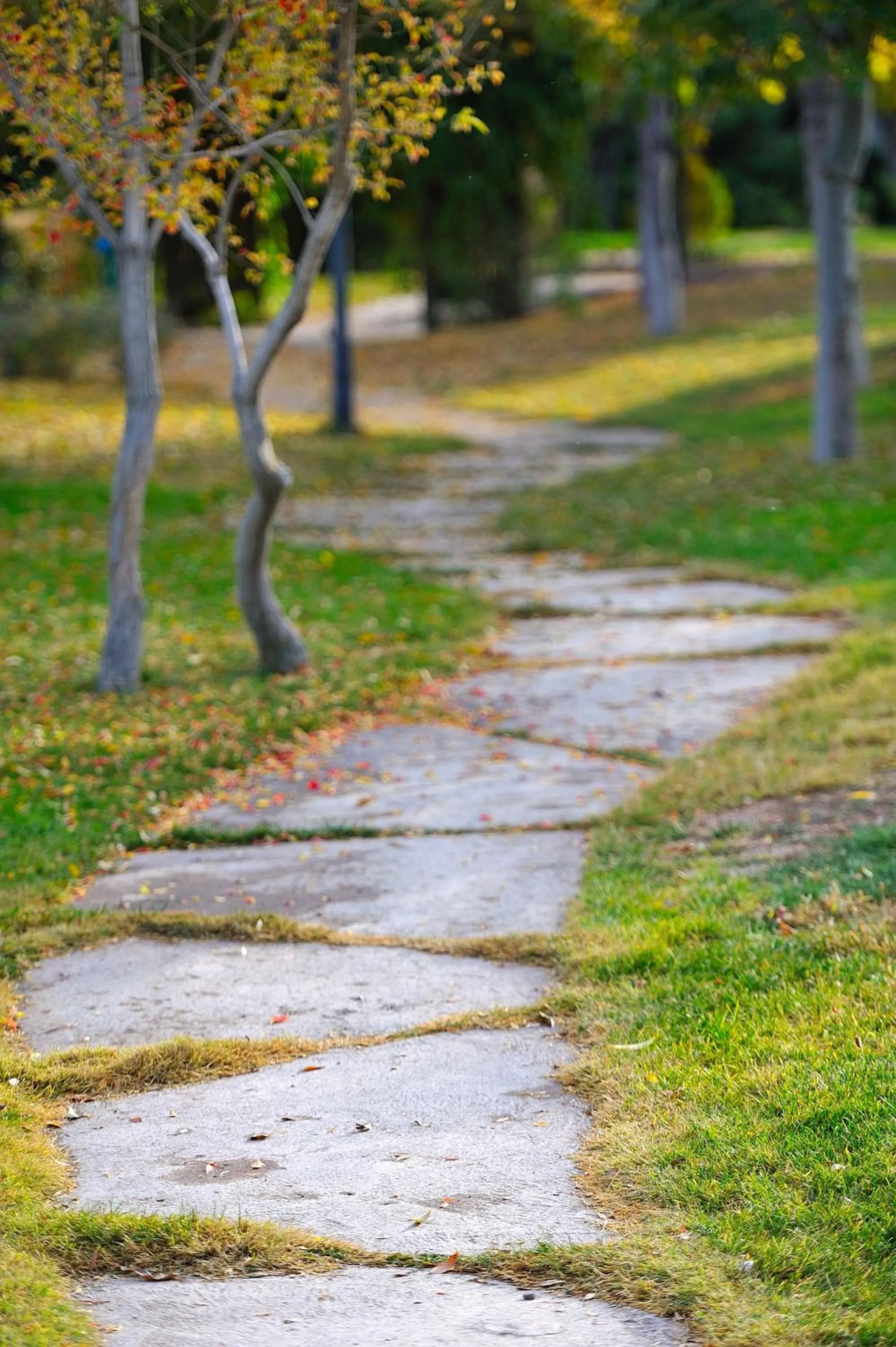 Garden in Agacli Hotel