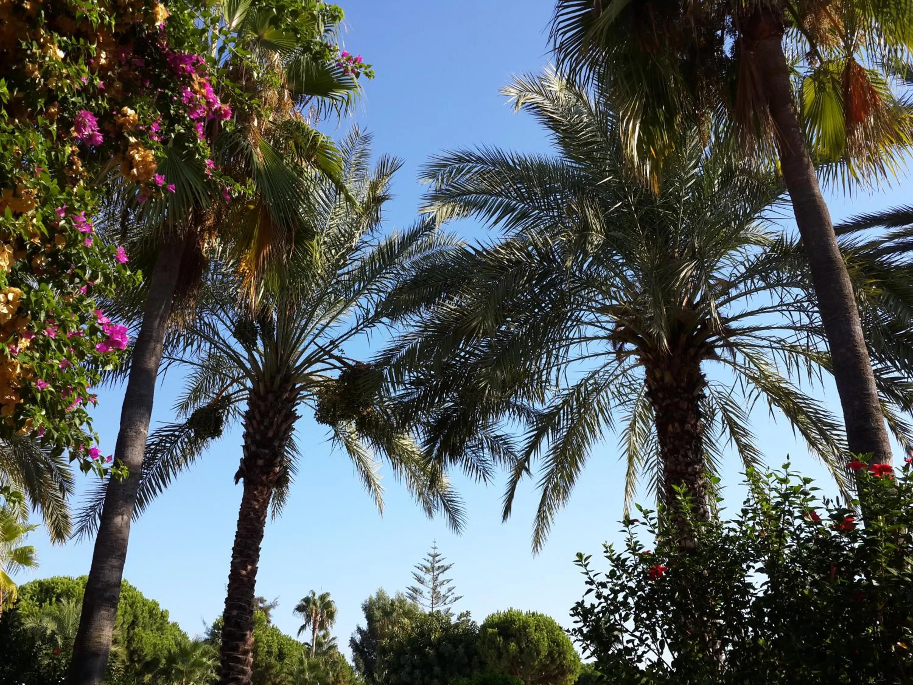 Natural landscape in Club Turtas Beach - All Inclusive