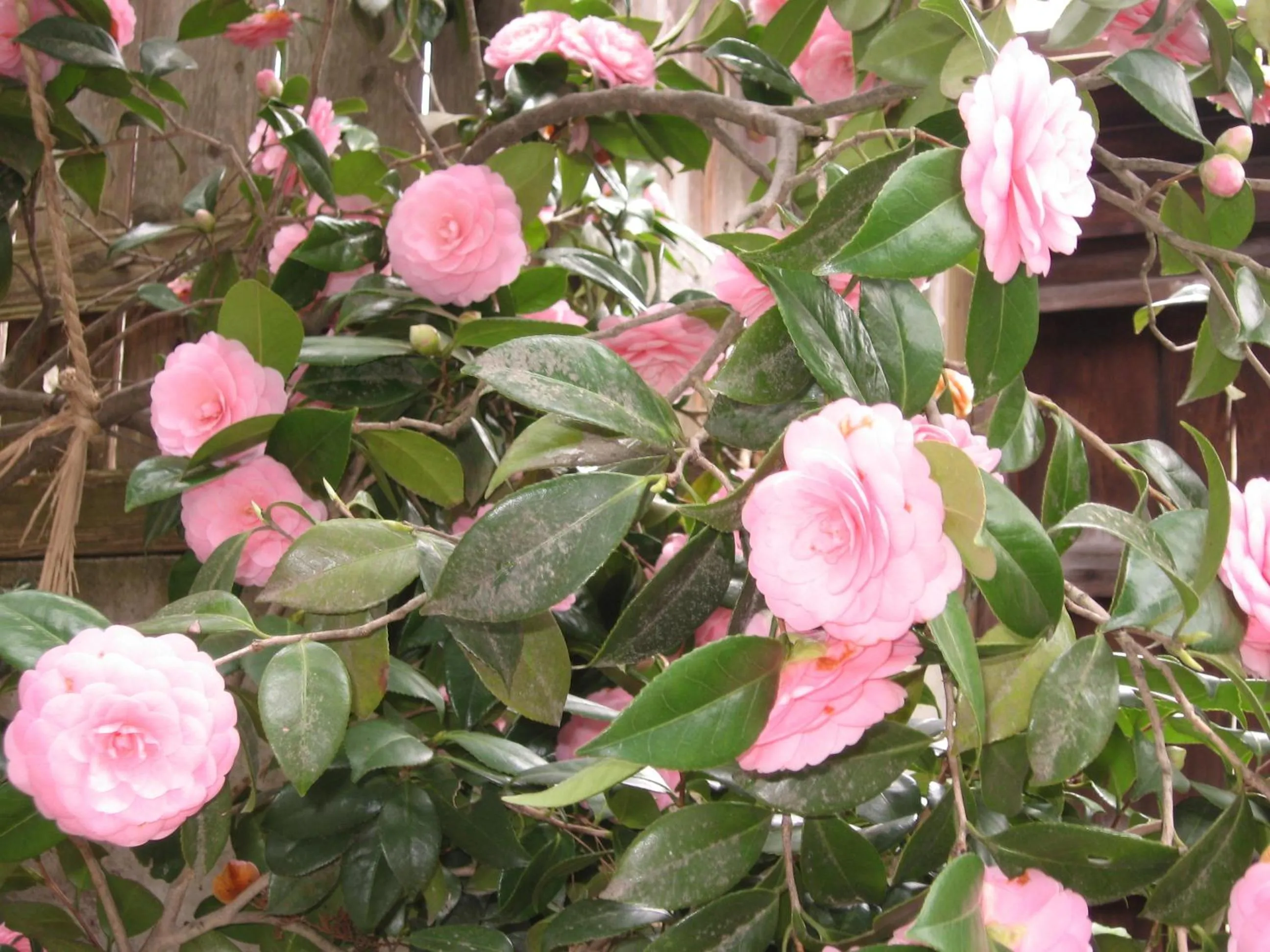 View (from property/room) in Maruka Ryokan