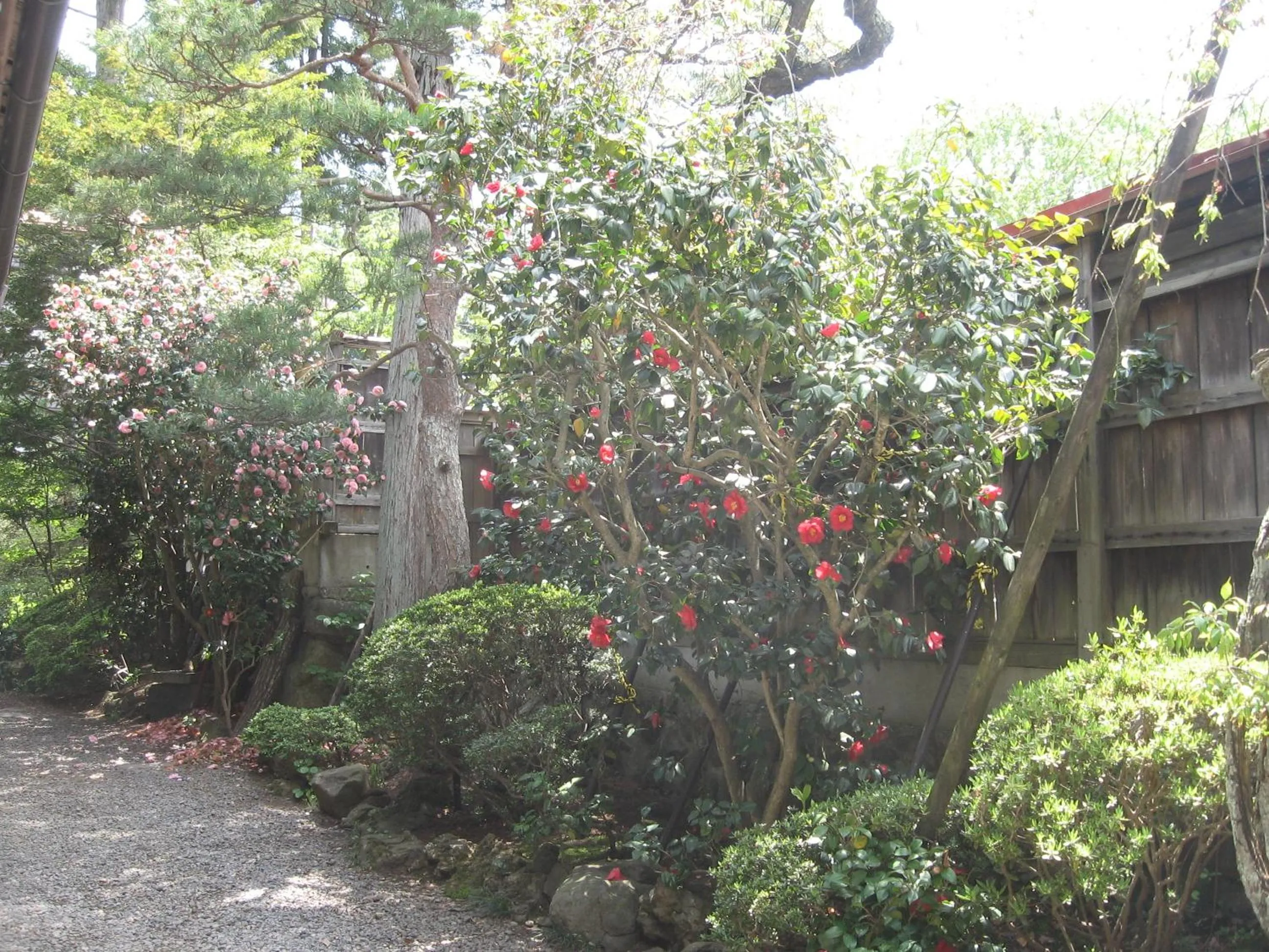 Spring in Maruka Ryokan
