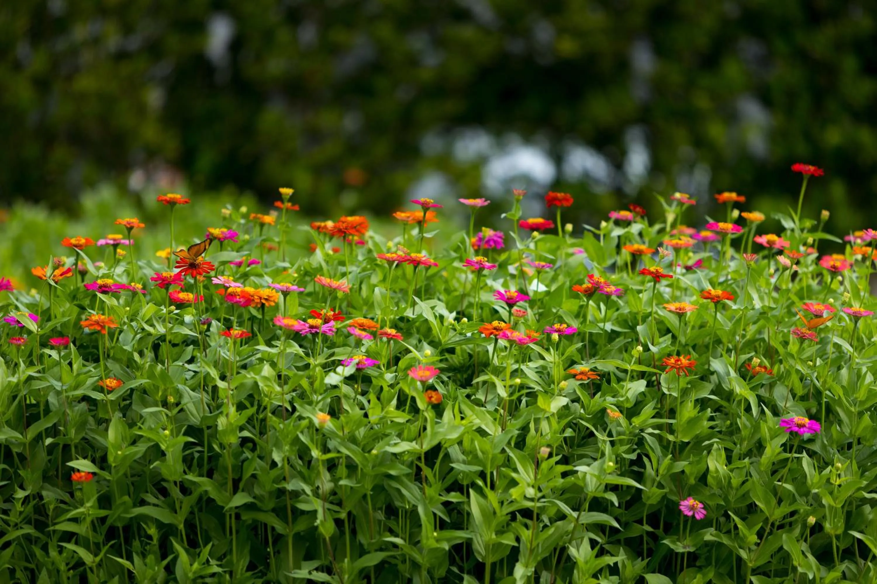 Natural landscape in Anana Ecological Resort Krabi - SHA Extra Plus