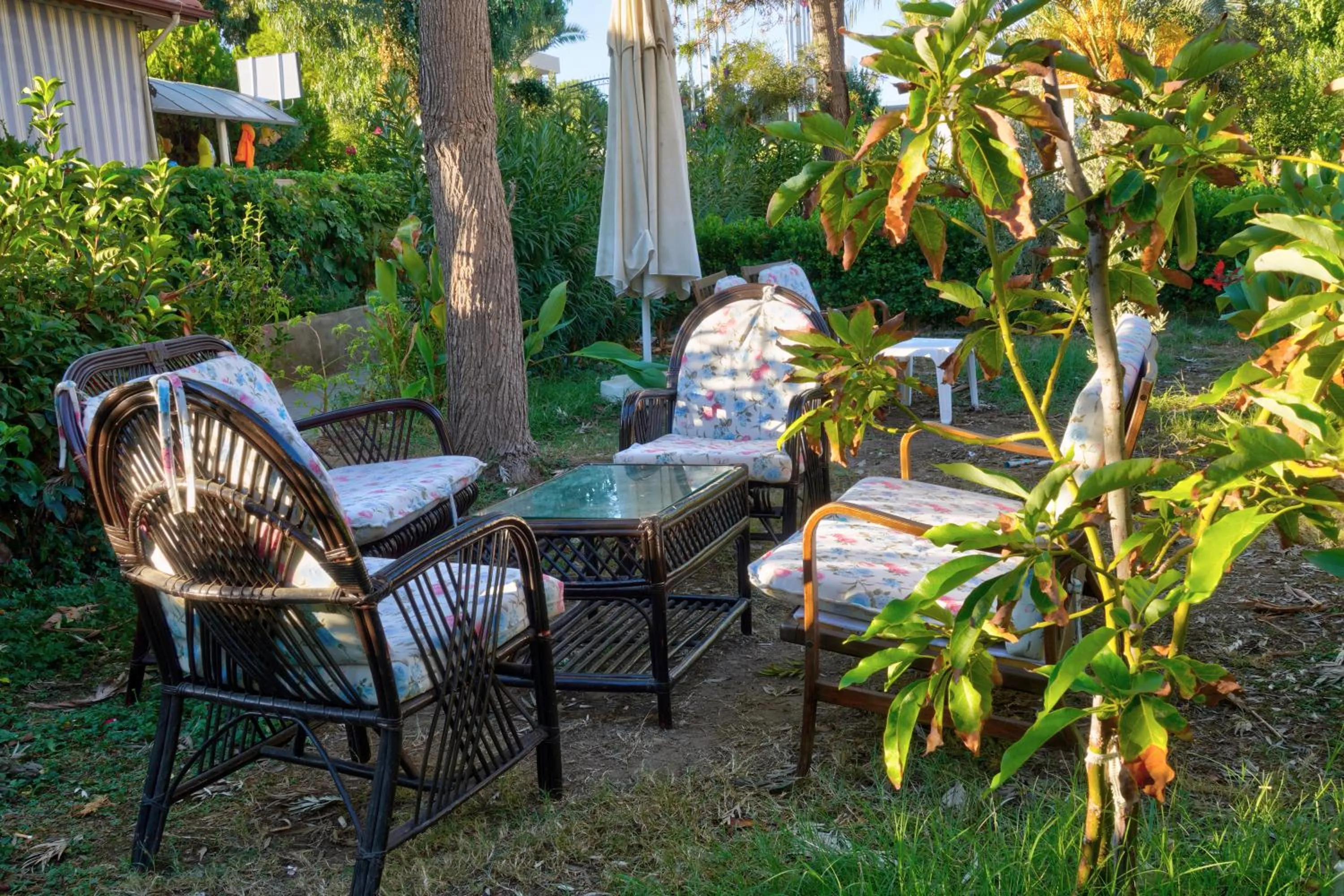 Garden in Blue Fish Hotel All Inclusive