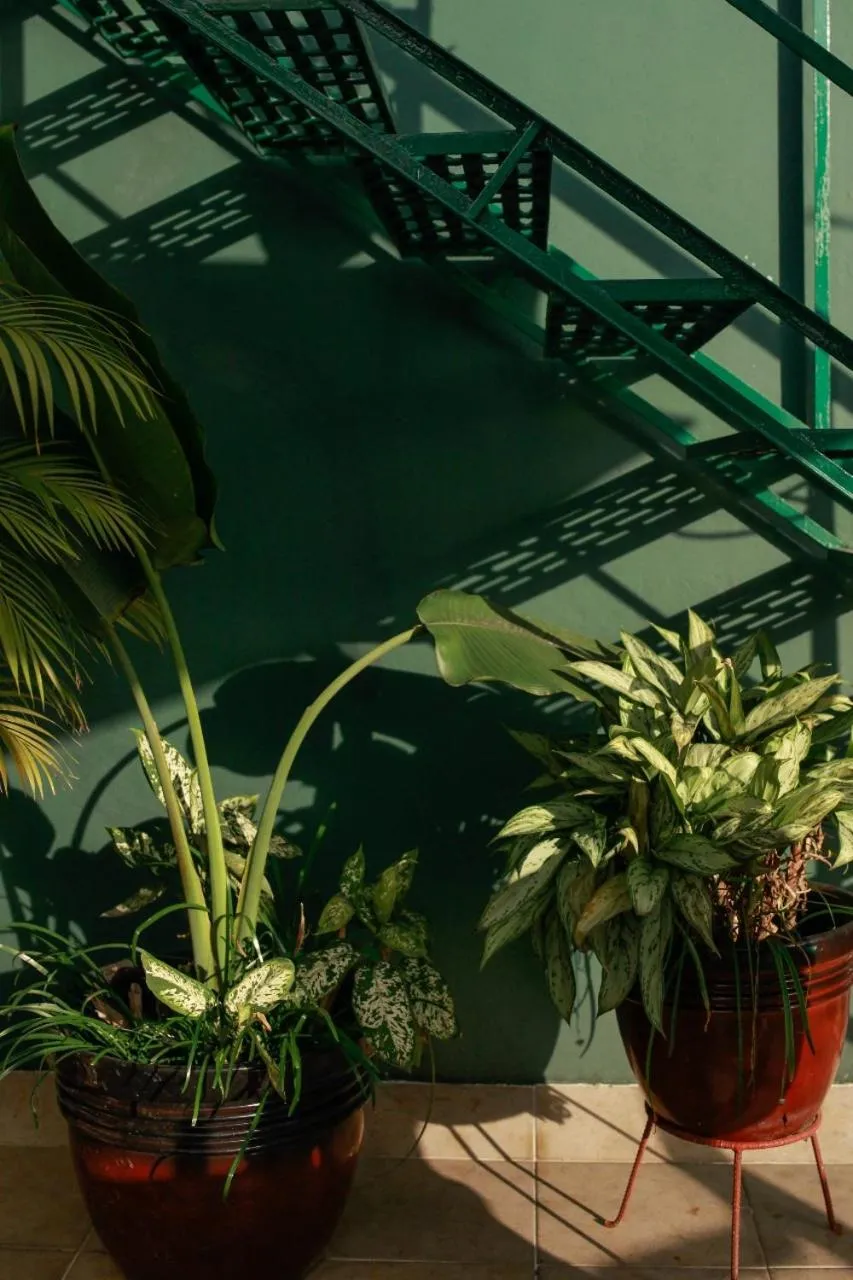 Balcony/Terrace in Posada Galeria Alberto Sedas