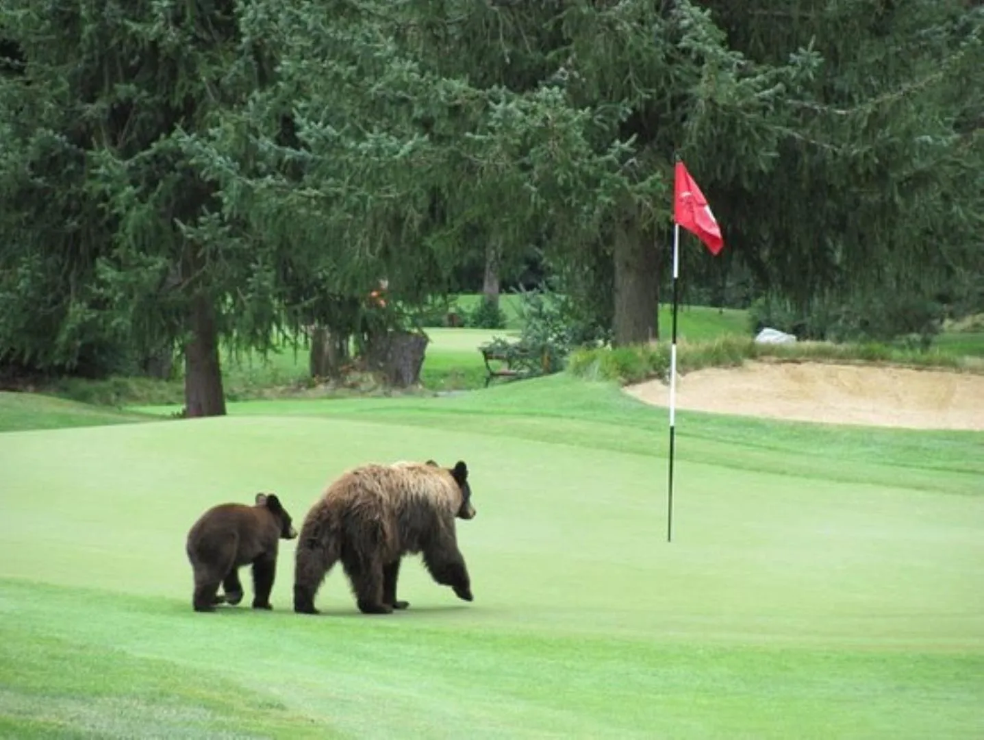 Bright Suite at Ski In/Out Glacier Lodge!