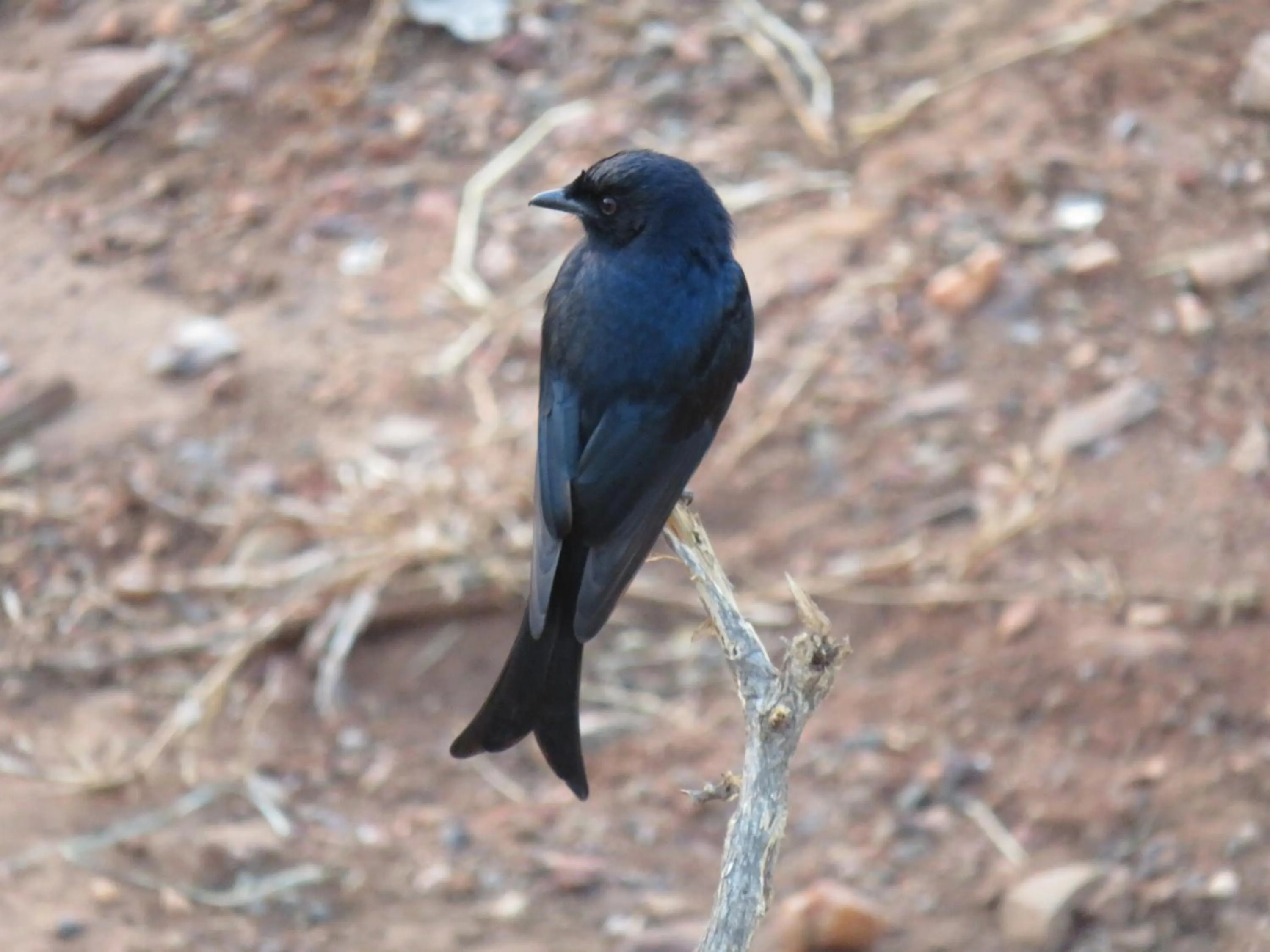 Animals in Riverview Inn