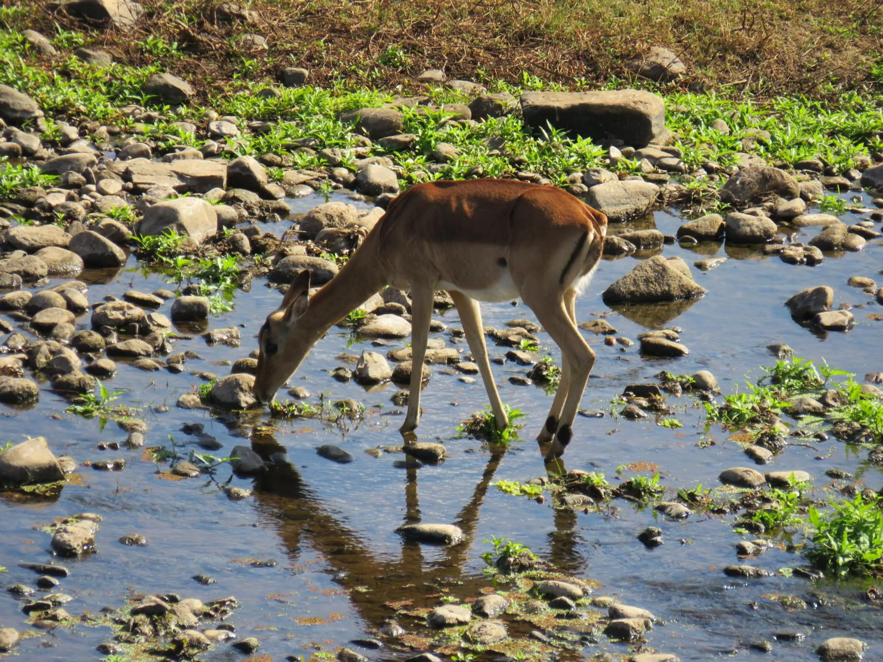 Animals in Riverview Inn
