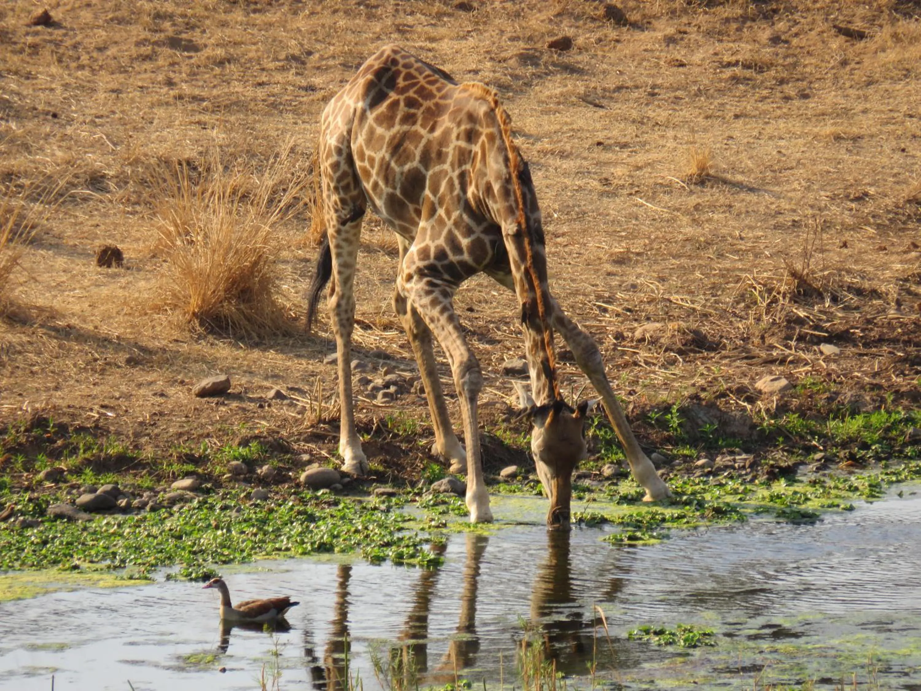 Pets in Riverview Inn