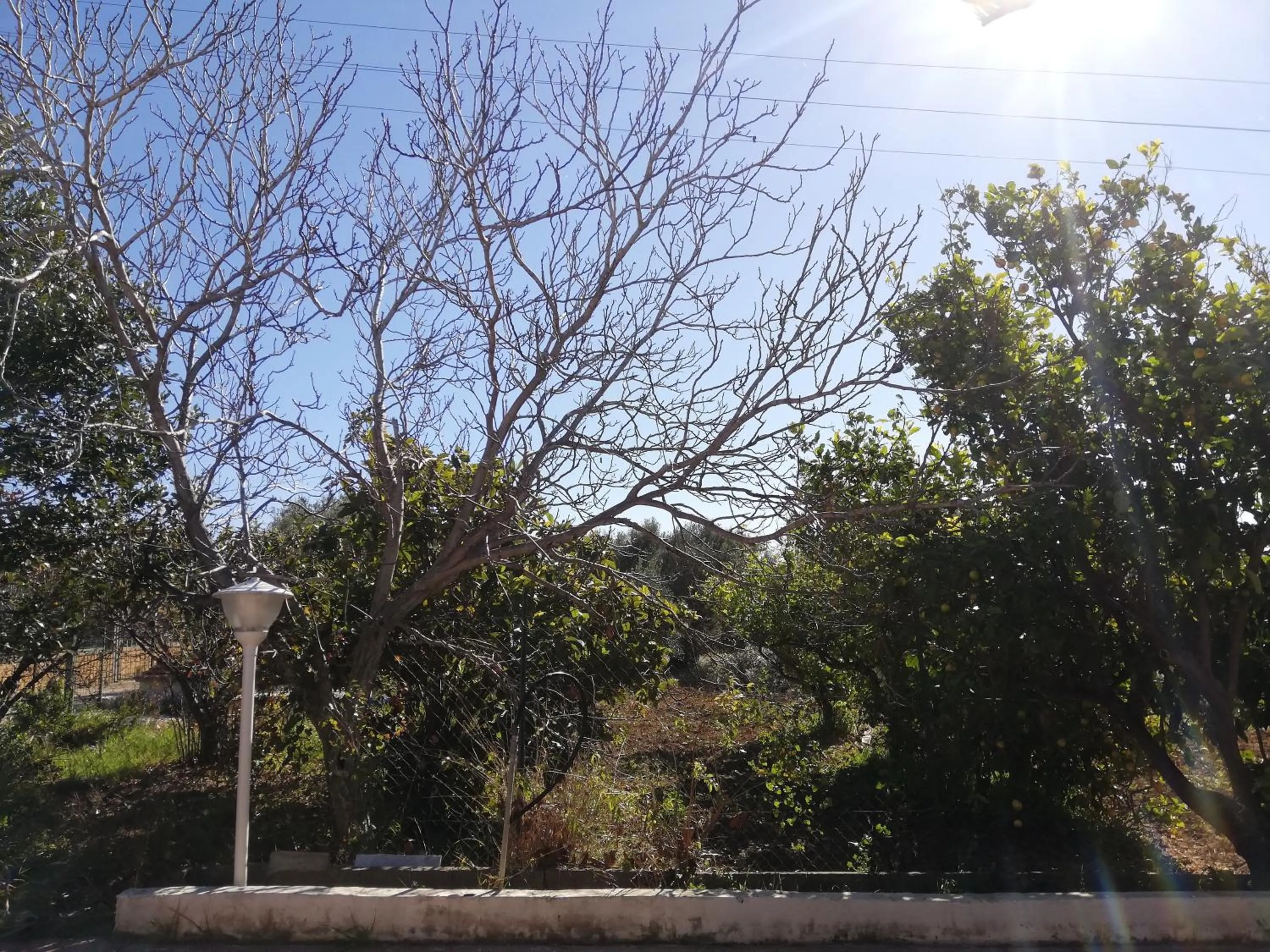 Garden view in Capinera