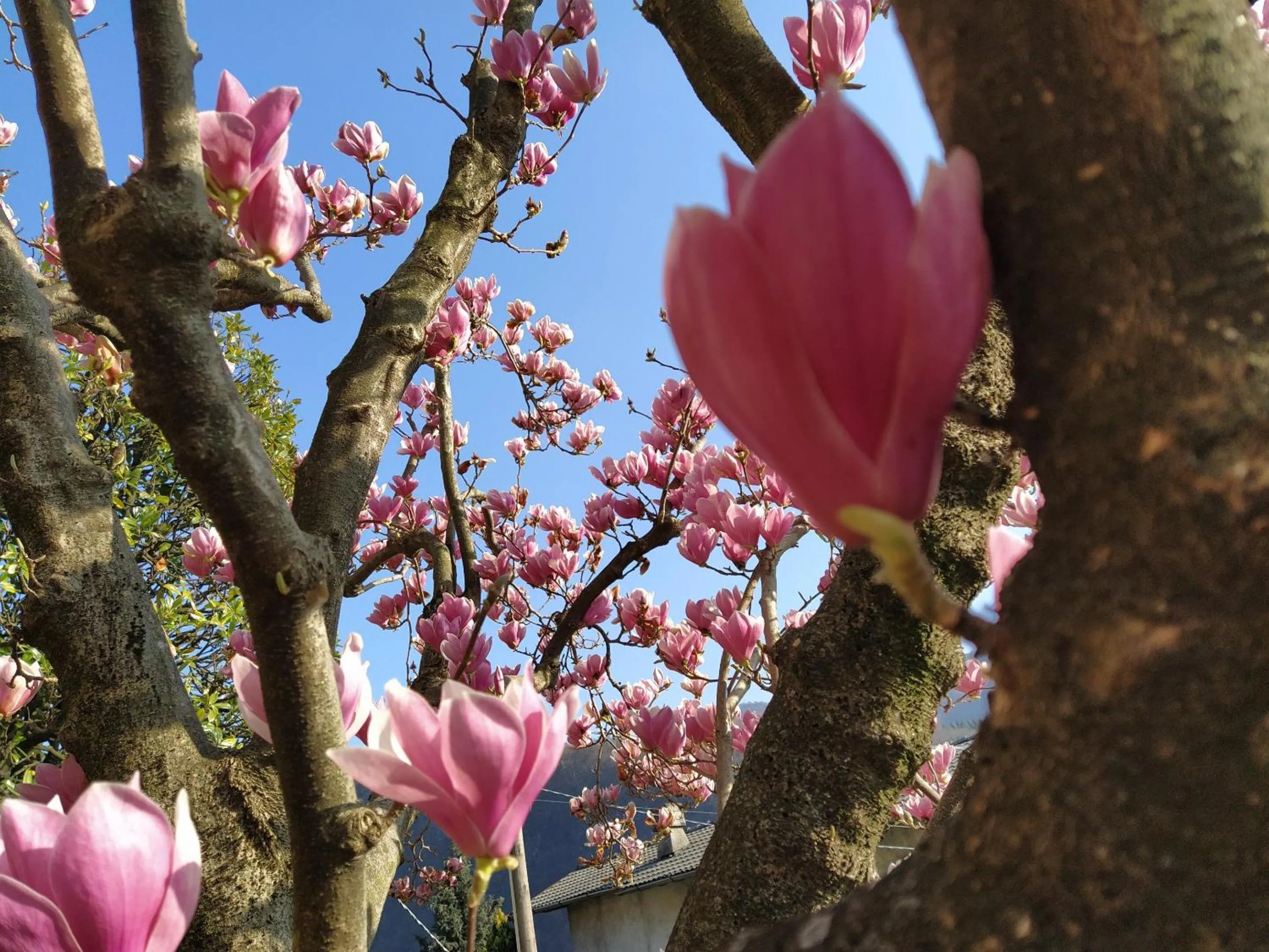 Other in B&B Le Magnolie